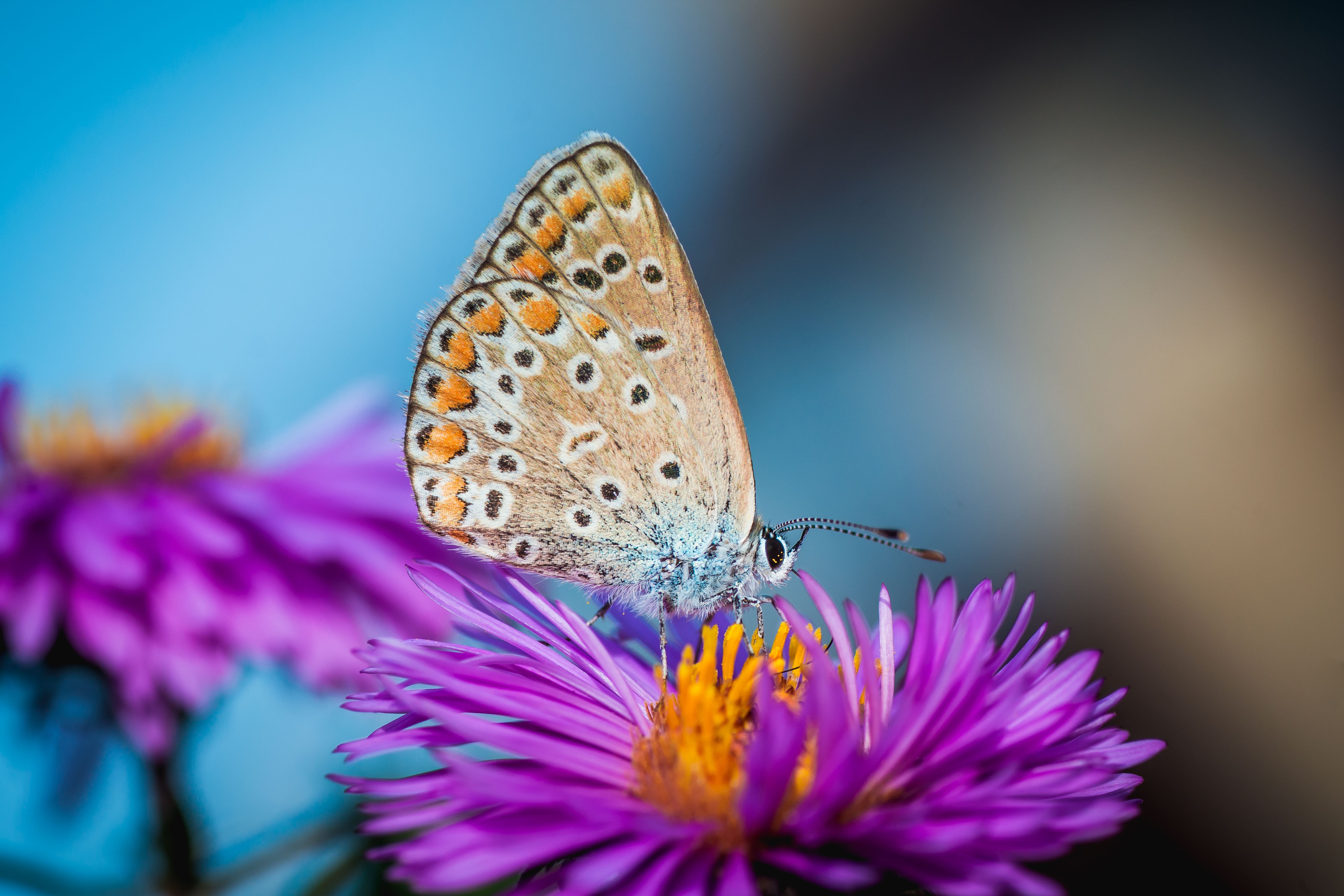 Laden Sie das Tiere, Schmetterlinge, Blume, Makro-Bild kostenlos auf Ihren PC-Desktop herunter