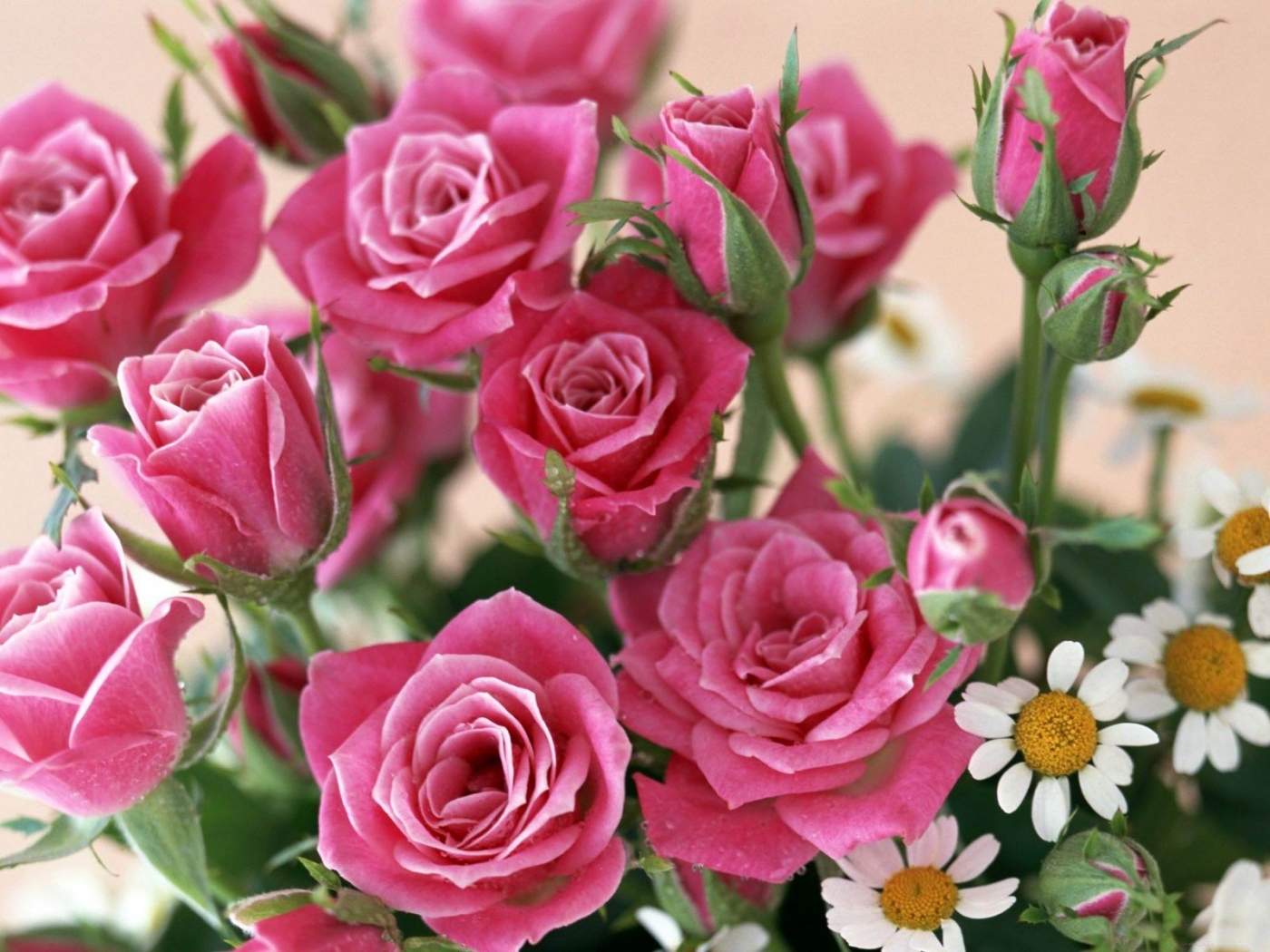 Скачать картинку Розы, Растения, Цветы в телефон бесплатно.