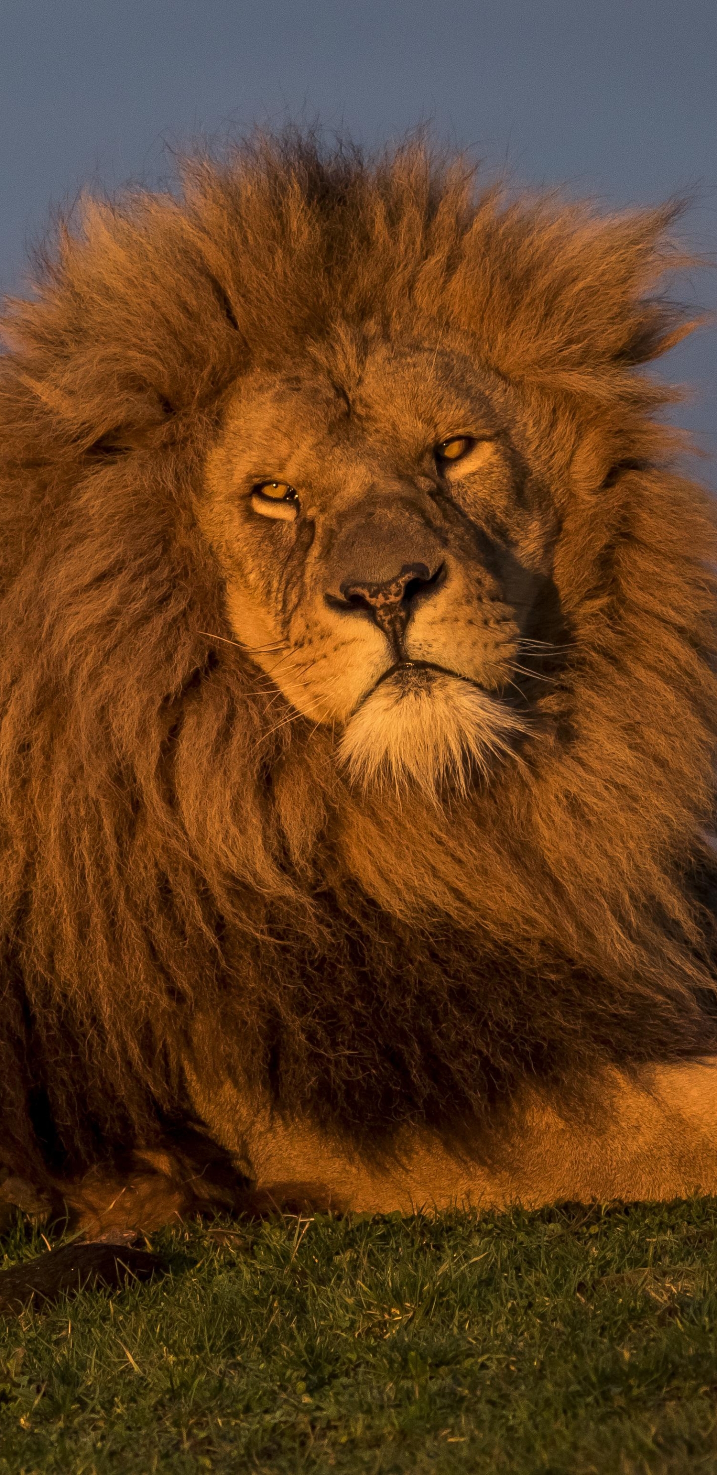 Téléchargez gratuitement l'image Animaux, Chats, Lion sur le bureau de votre PC