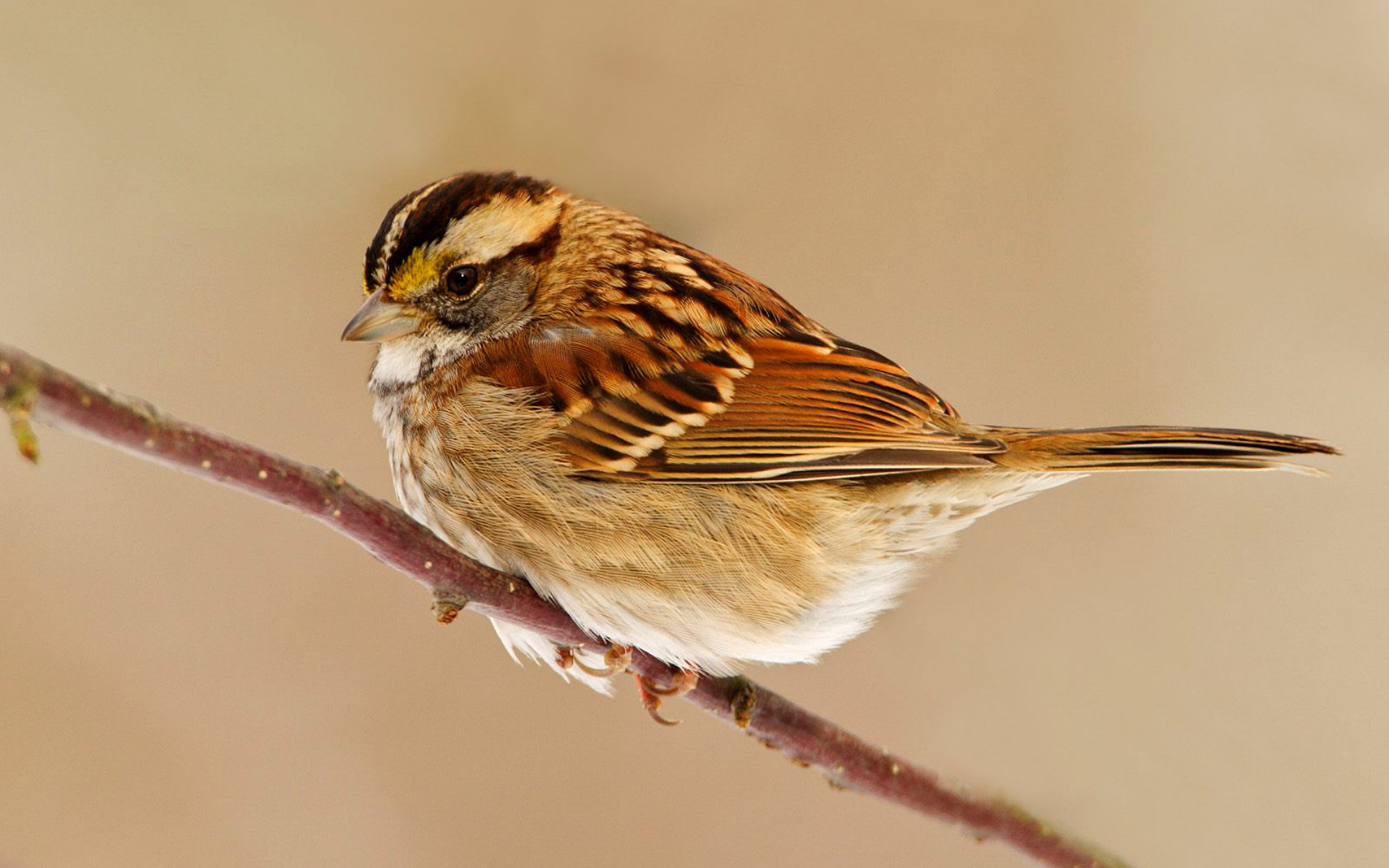 animal, sparrow, birds