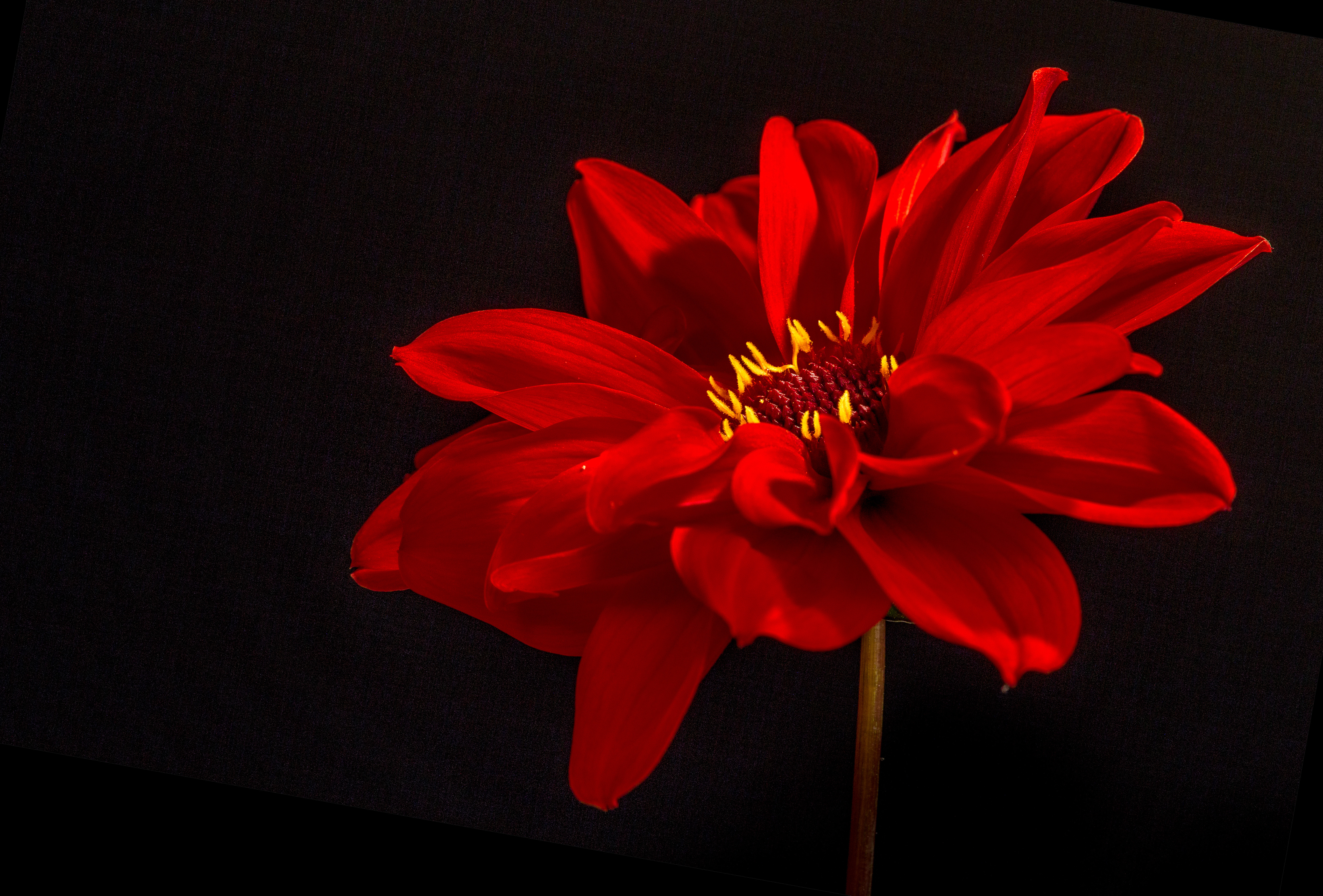 Download mobile wallpaper Nature, Flowers, Flower, Macro, Earth, Dahlia, Red Flower for free.