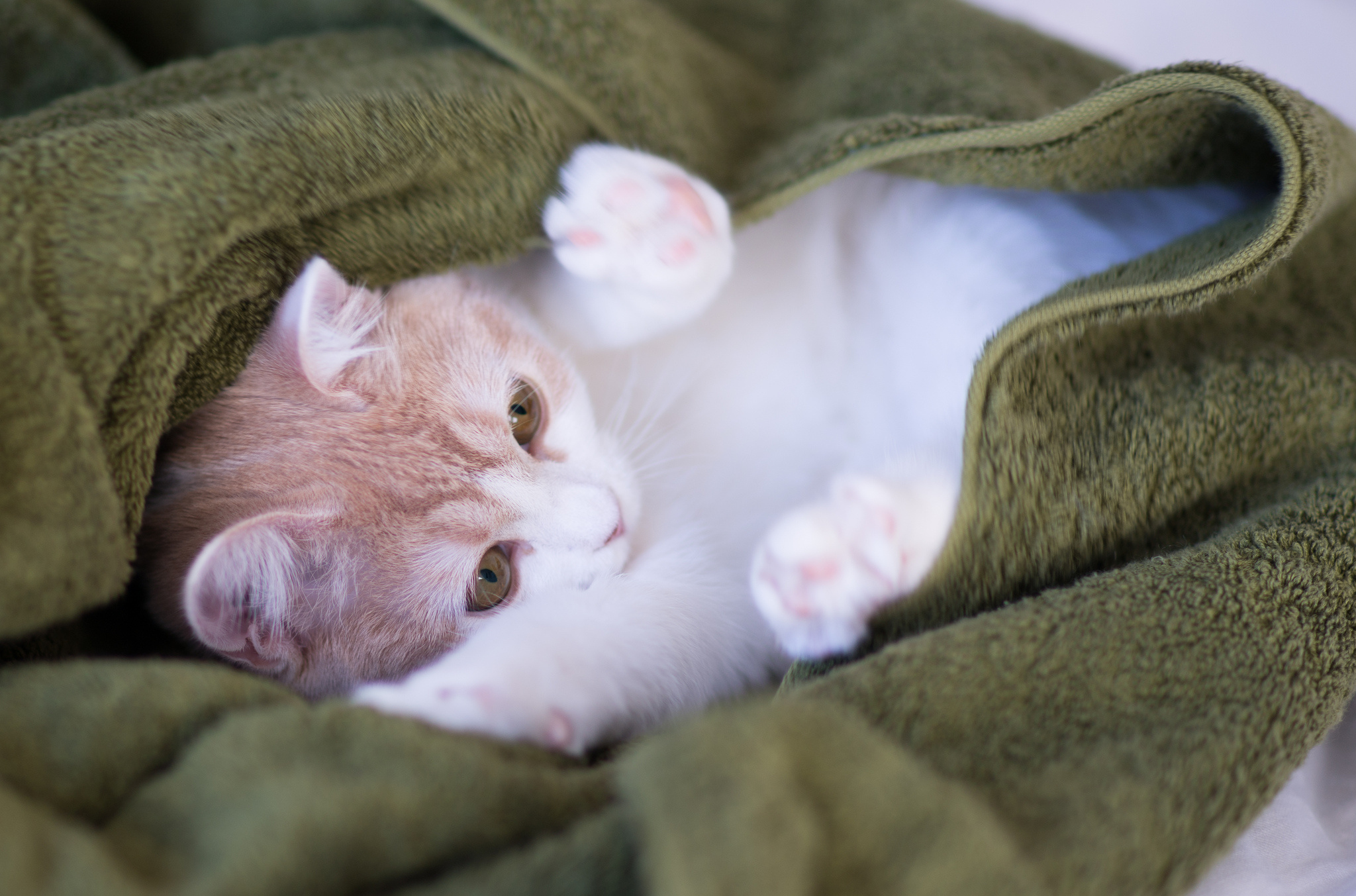 無料モバイル壁紙動物, ネコ, 猫, 子猫, 赤ちゃん動物をダウンロードします。