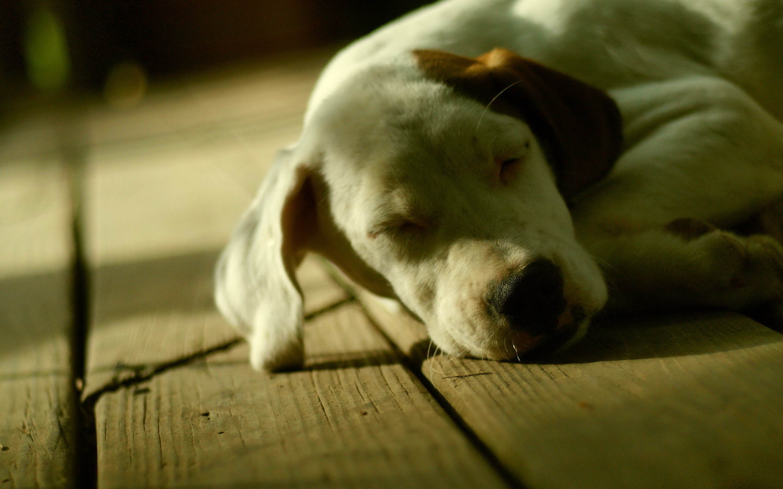 Descarga gratuita de fondo de pantalla para móvil de Perros, Perro, Animales.