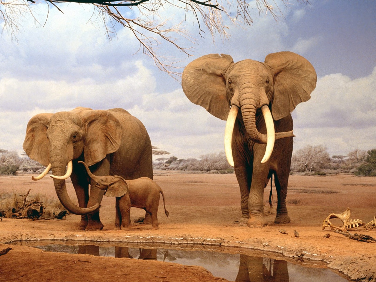 Téléchargez des papiers peints mobile Animaux, Éléphant, Éléphant De Savane D'afrique gratuitement.
