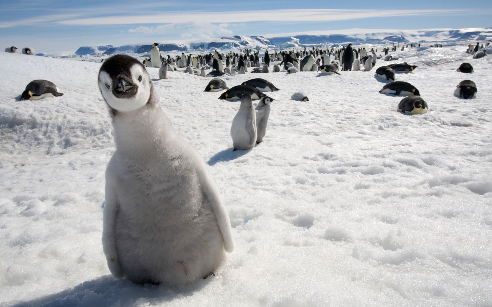 151966 descargar imagen birds, animales, pingüinos, nieve, frío, multitud, un montón de: fondos de pantalla y protectores de pantalla gratis