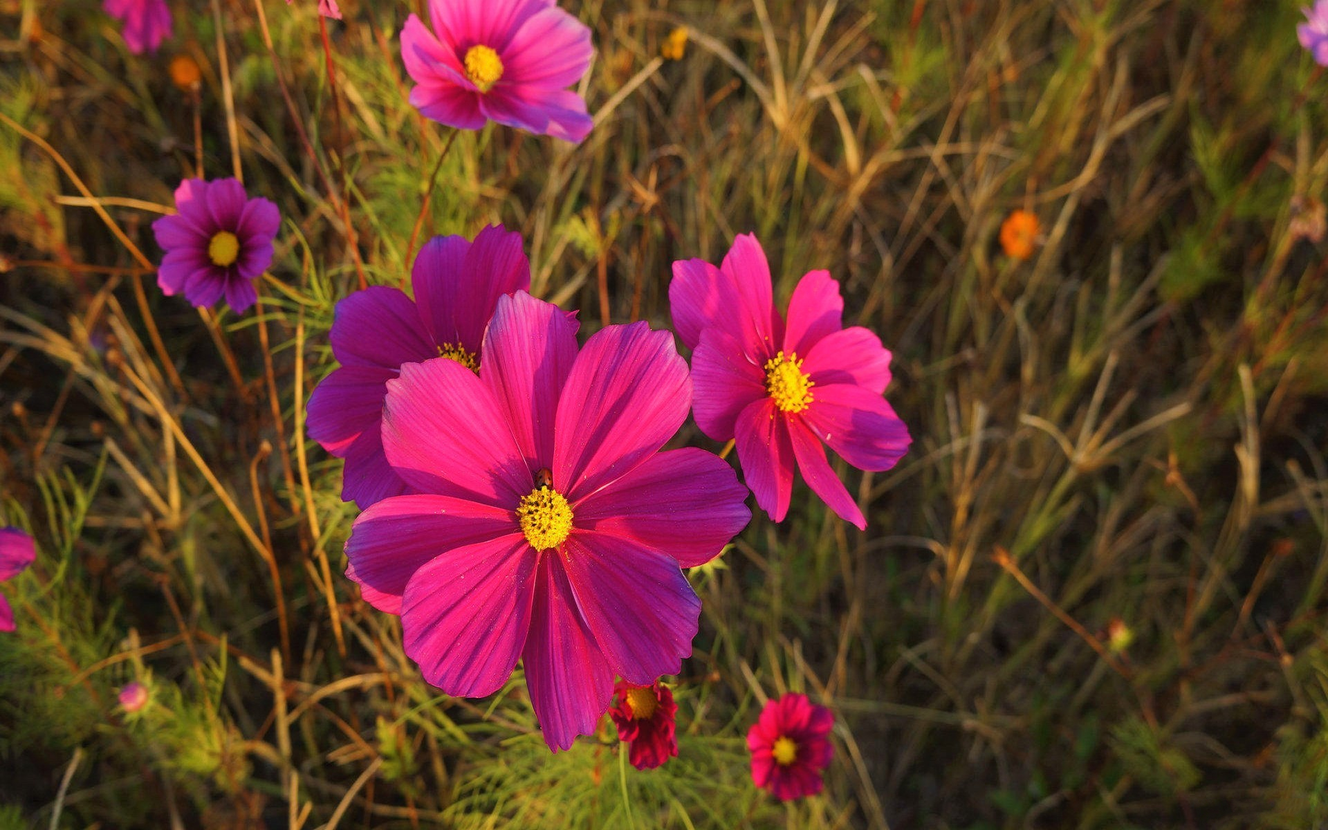 Laden Sie das Blumen, Blume, Erde/natur, Pinke Blume, Kosmeen-Bild kostenlos auf Ihren PC-Desktop herunter