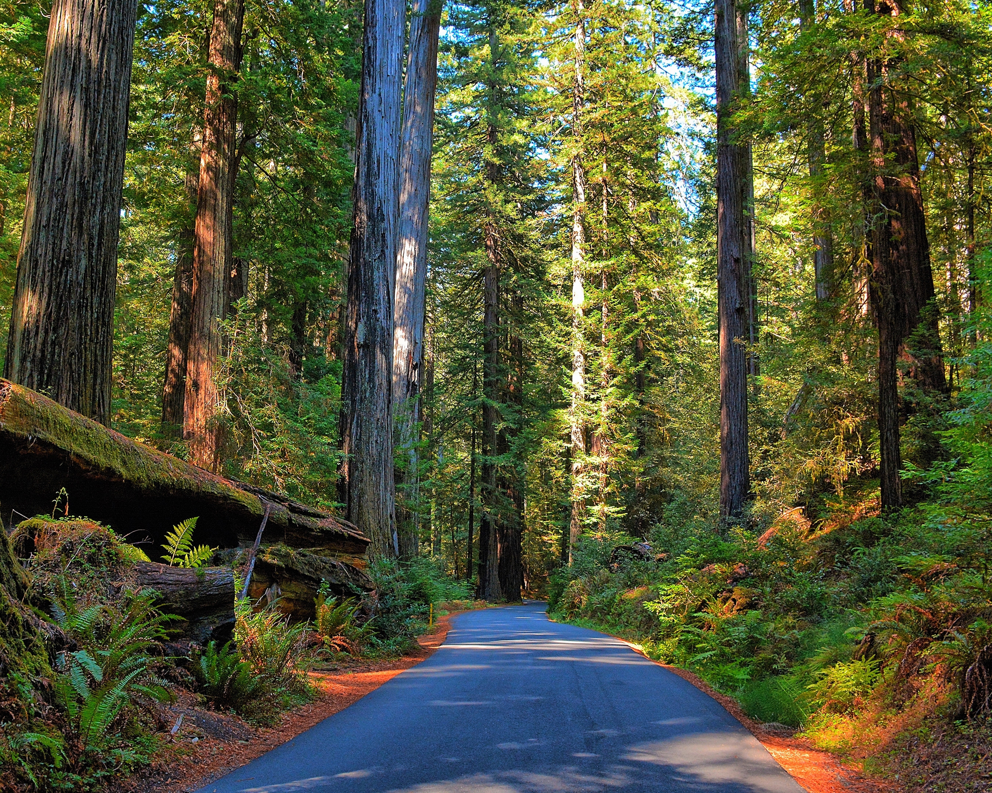Download mobile wallpaper Nature, Road, Forest, Man Made, Redwood for free.