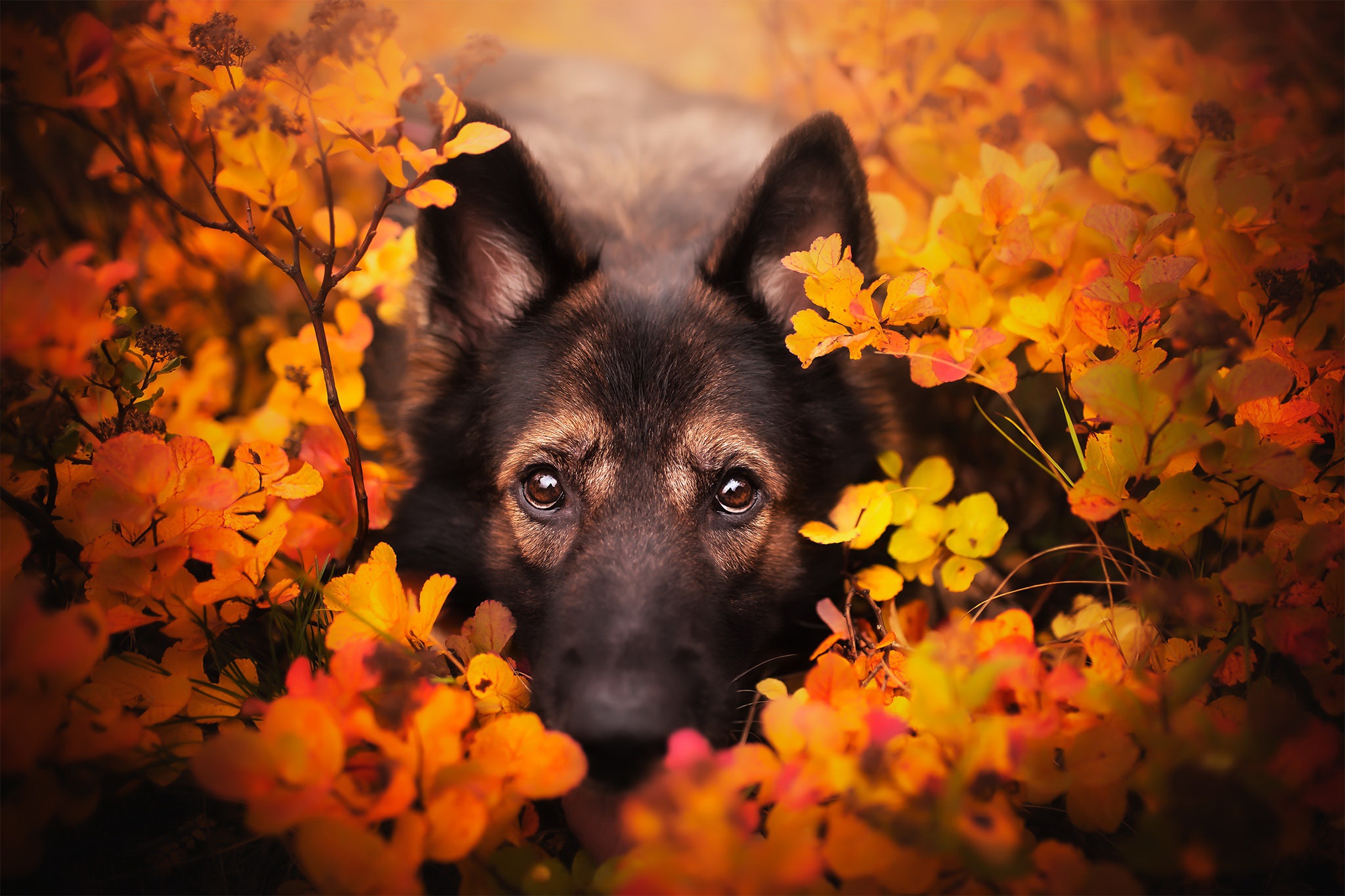 Download mobile wallpaper Dogs, Dog, Fall, Animal, Stare for free.