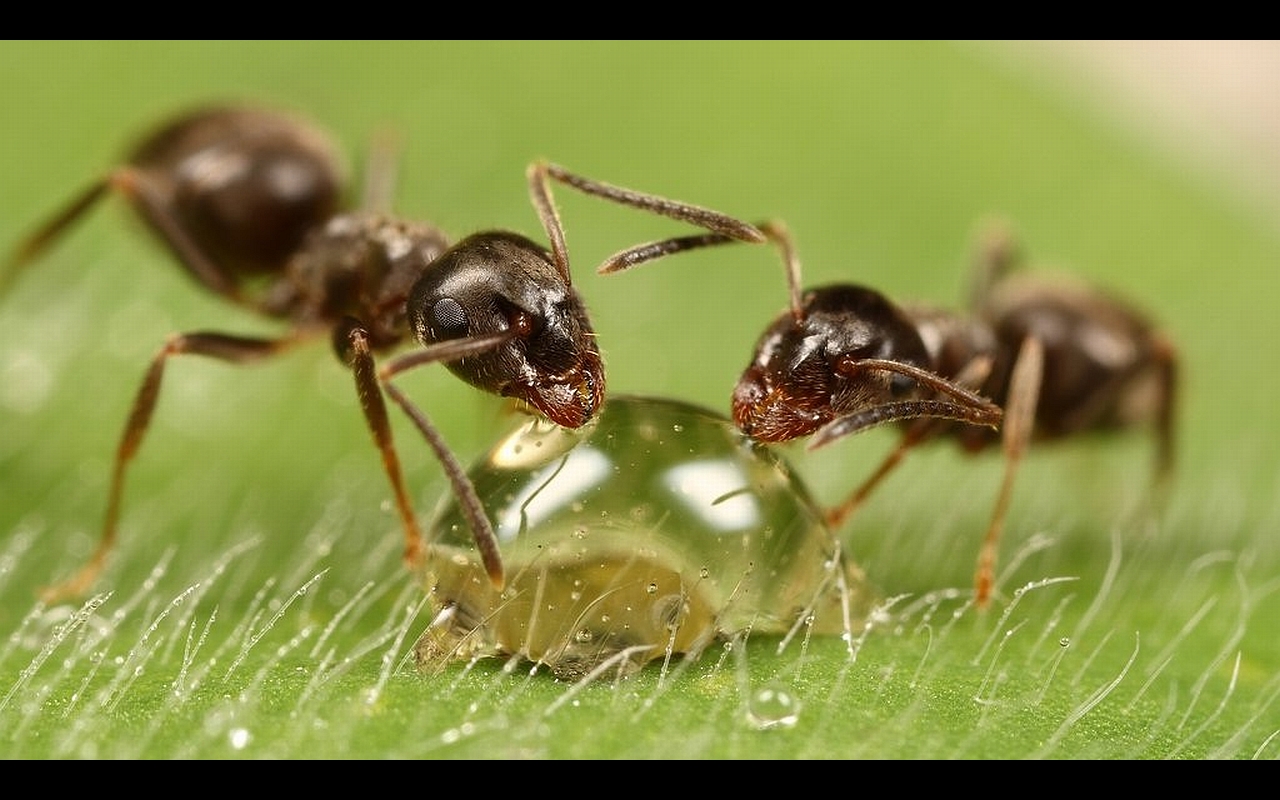 1448203 descargar fondo de pantalla animales, hormiga: protectores de pantalla e imágenes gratis