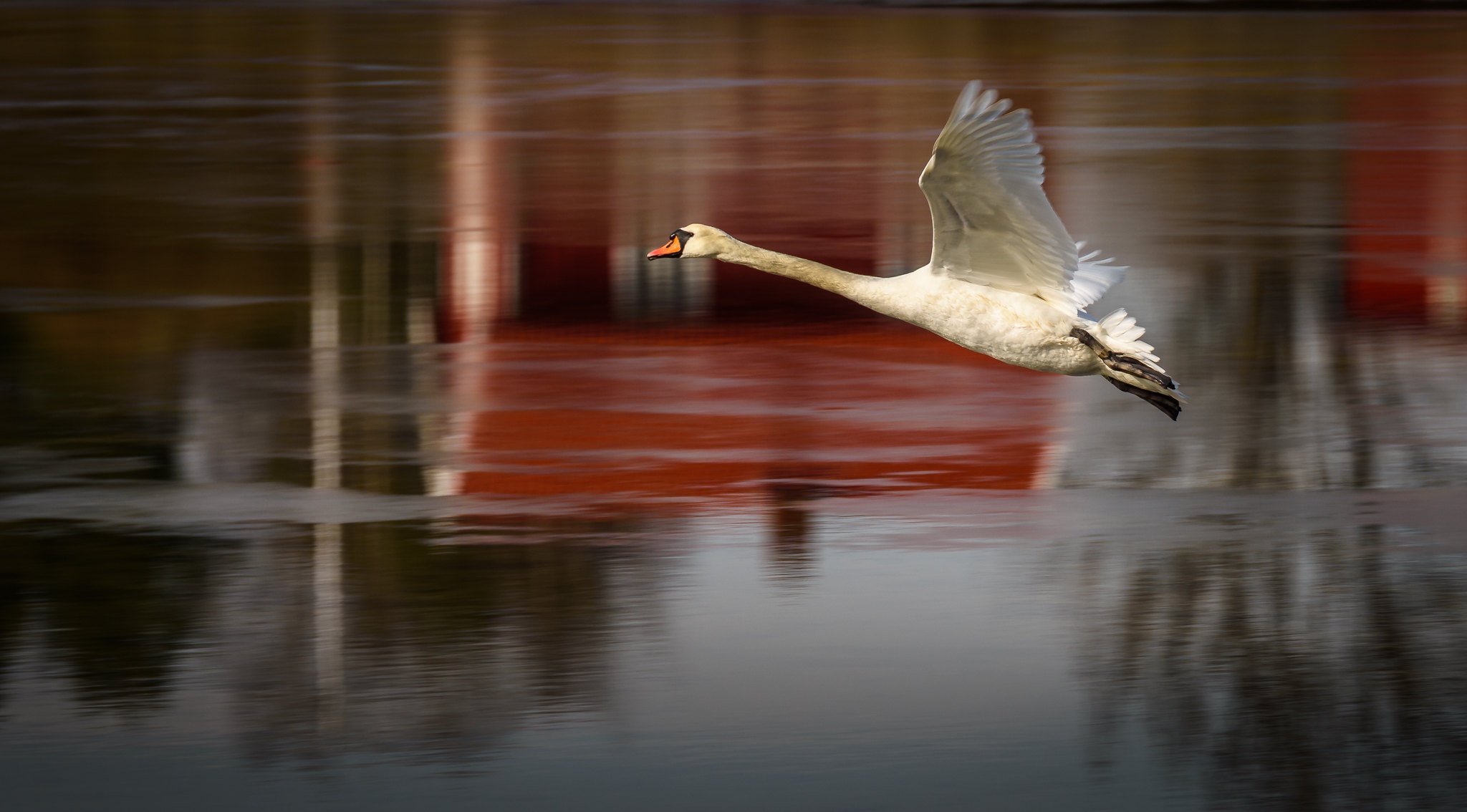 Baixar papel de parede para celular de Animais, Aves, Pássaro, Cisne gratuito.