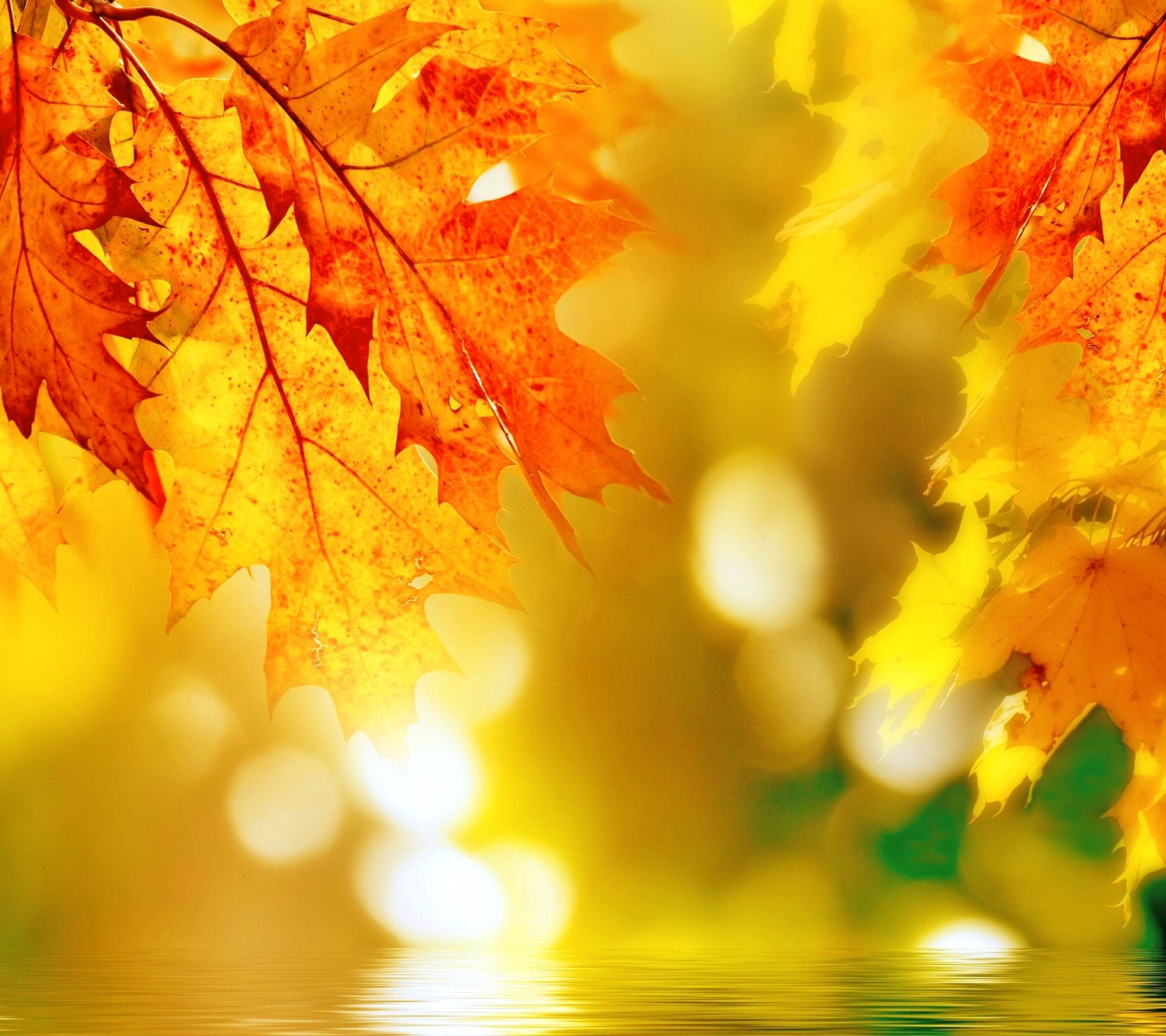 Download mobile wallpaper Nature, Leaf, Fall, Earth, Bokeh for free.