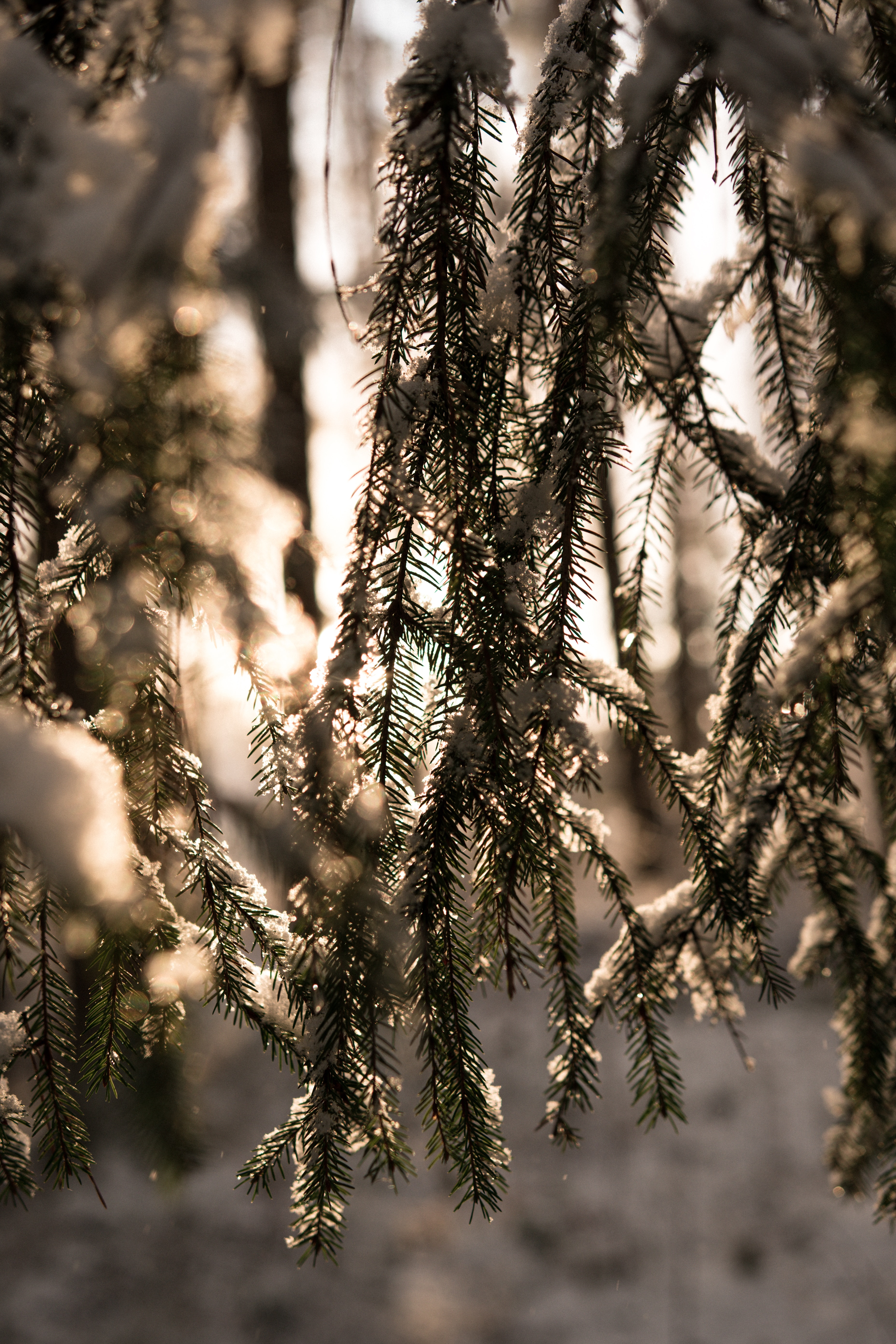Download mobile wallpaper Spruce, Fir, Snow, Winter, Branches, Nature, Light, Shine for free.
