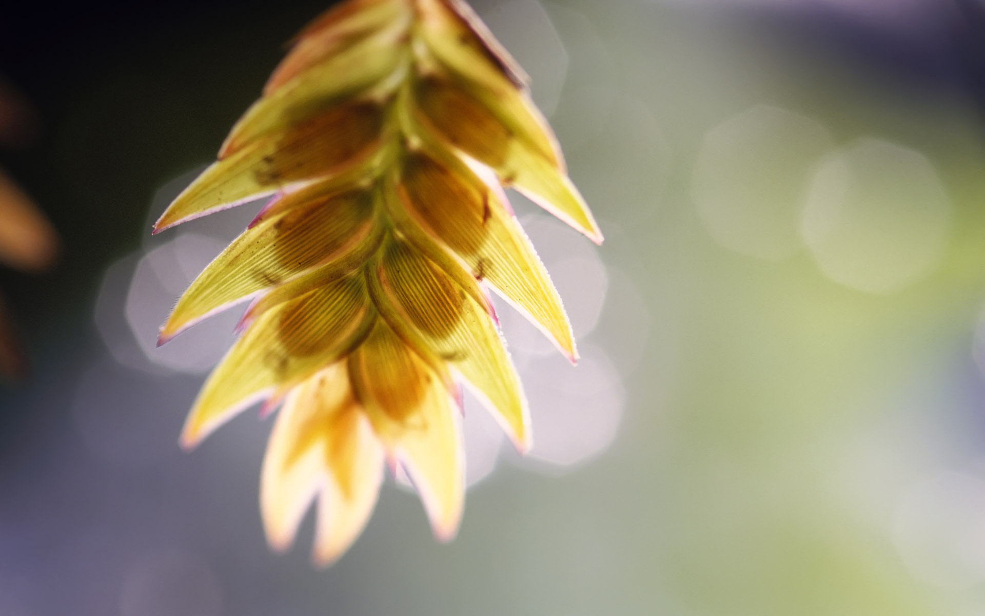 Téléchargez gratuitement l'image Plante, Terre/nature sur le bureau de votre PC