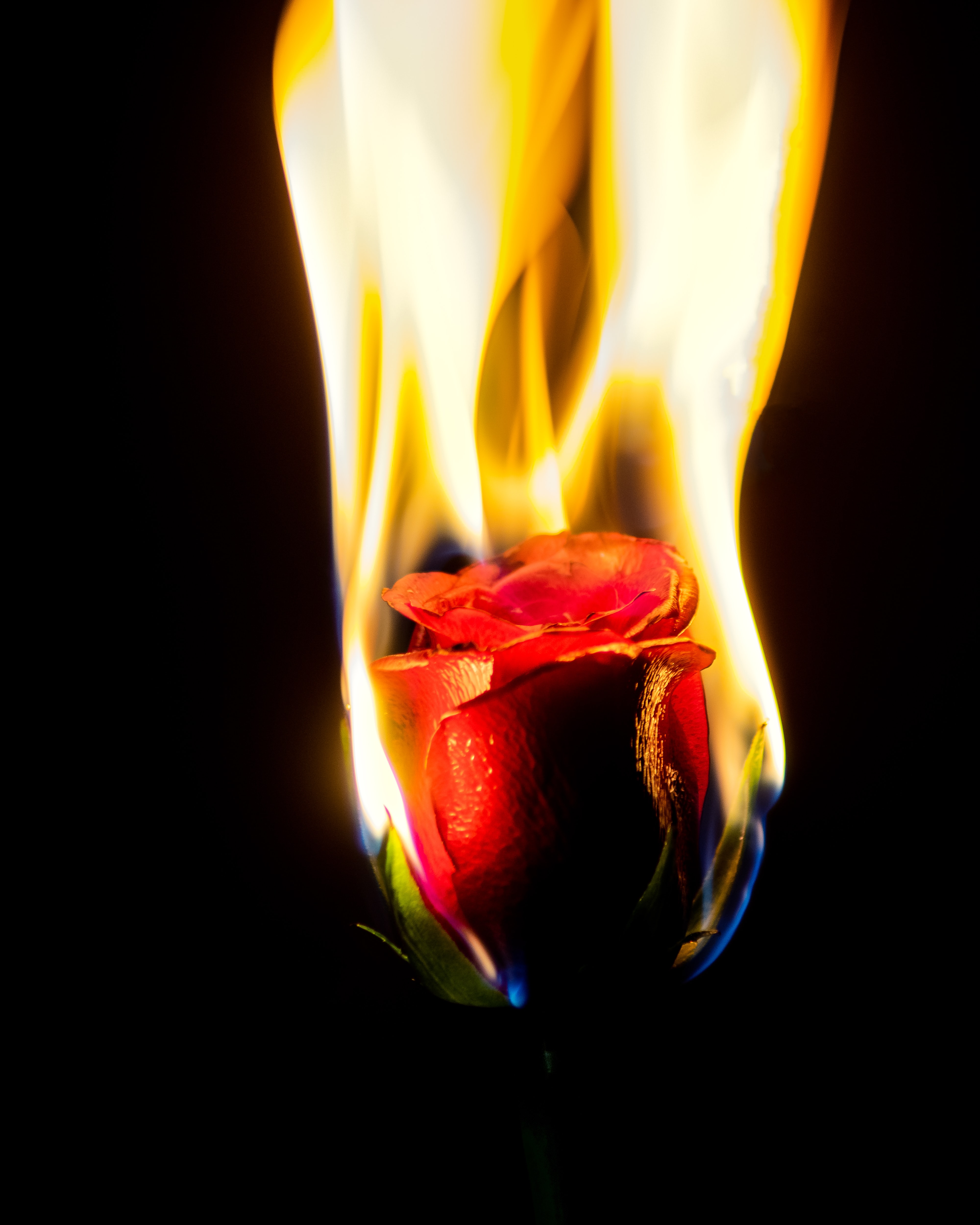 Téléchargez gratuitement l'image Flamme, Fleur, Une Rose, Feu, Fleurs, Rose sur le bureau de votre PC