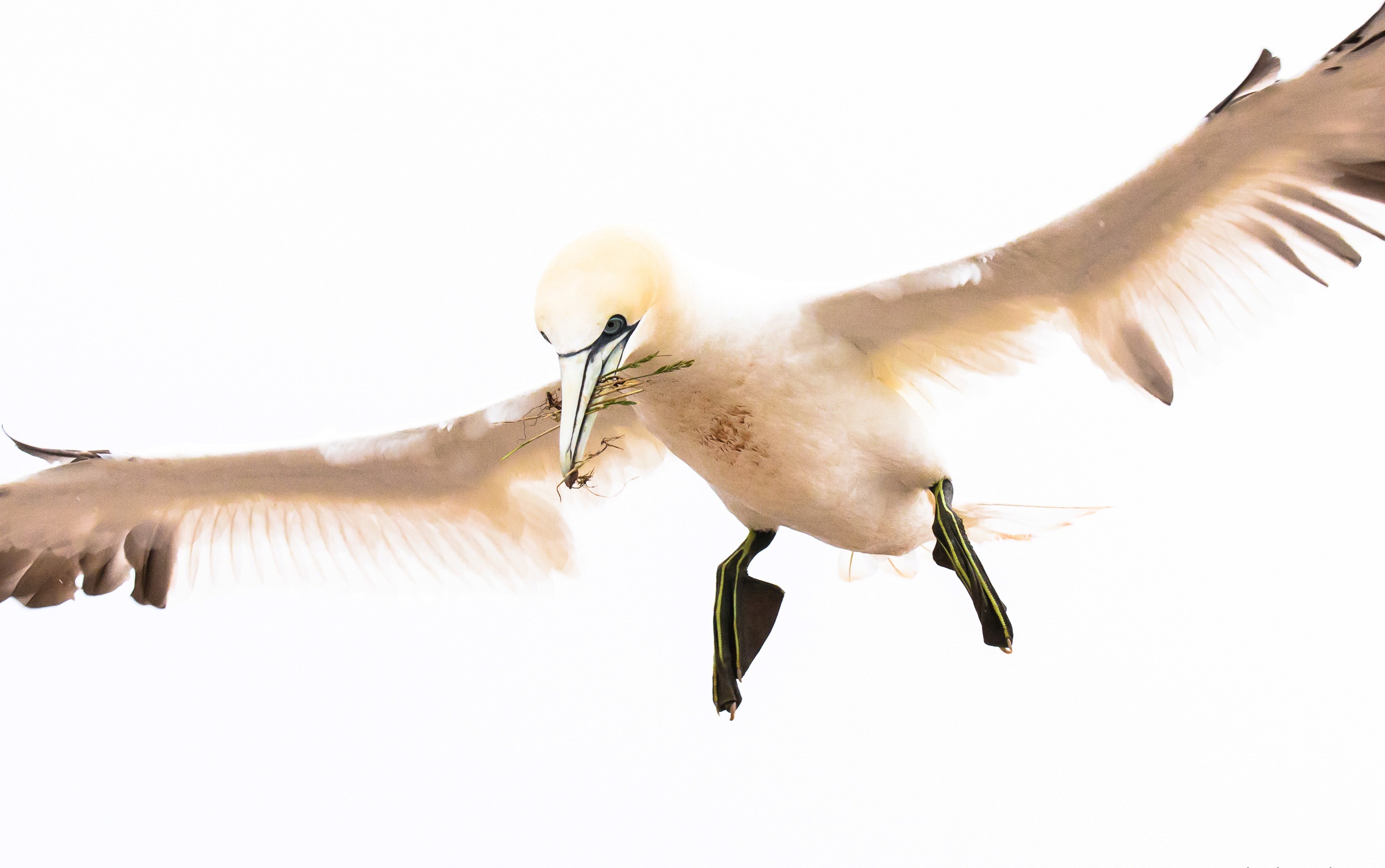 Téléchargez des papiers peints mobile Animaux, Oiseau, Mouette, Des Oiseaux gratuitement.