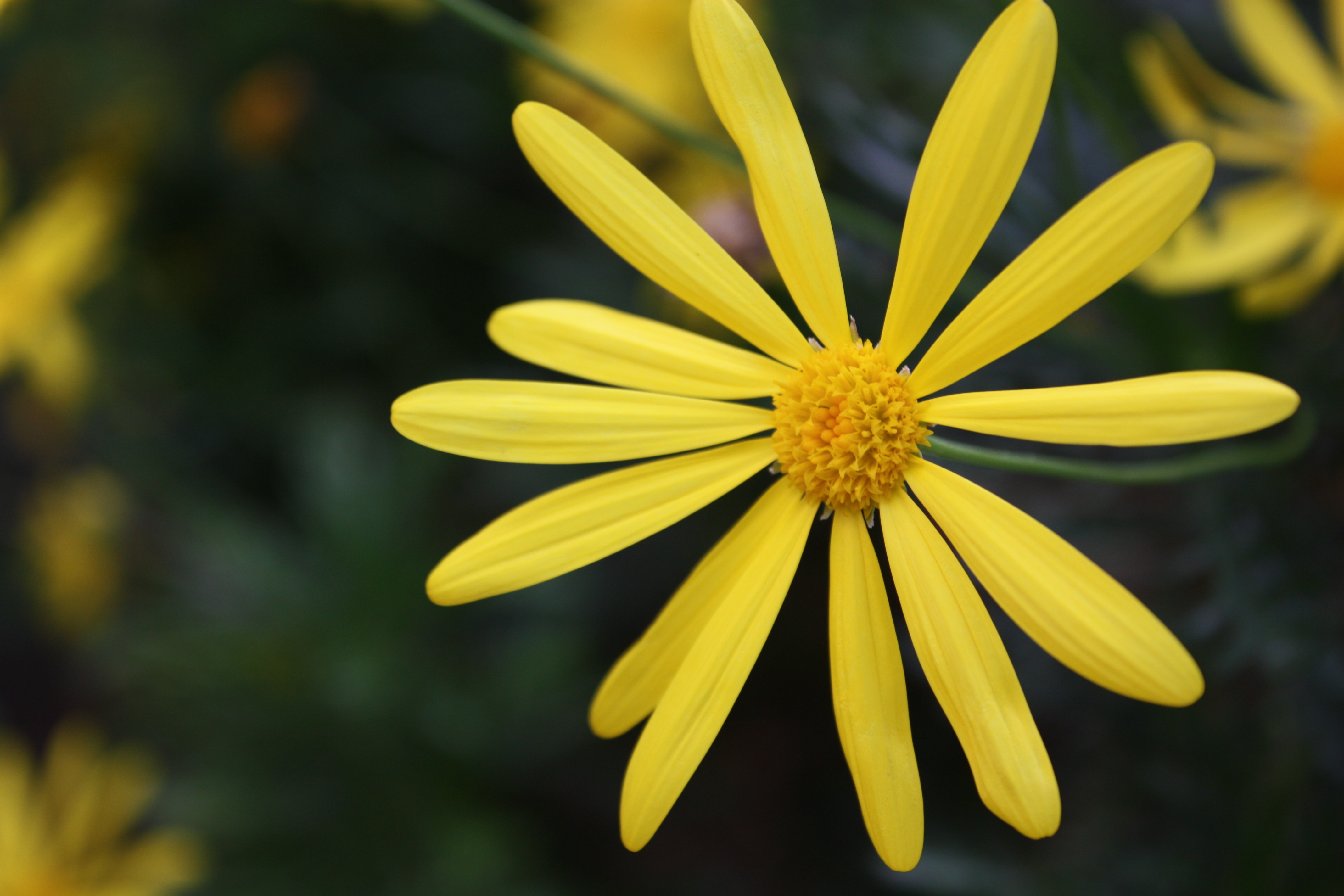 Descarga gratis la imagen Flores, Flor, Tierra/naturaleza en el escritorio de tu PC