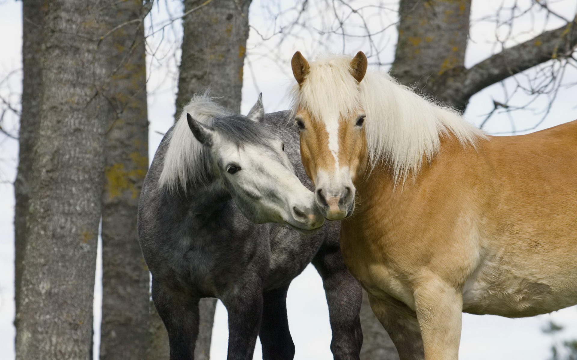 Handy-Wallpaper Tiere, Hauspferd kostenlos herunterladen.