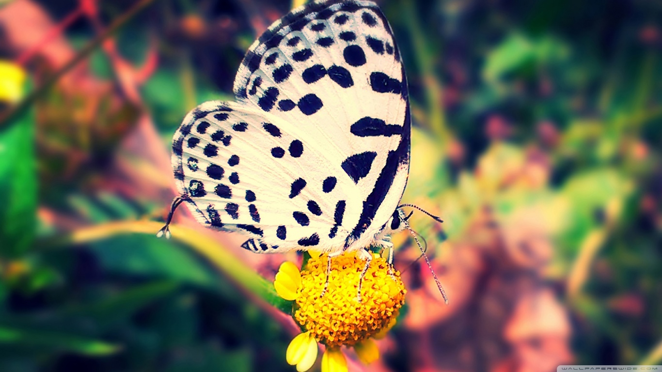 Download mobile wallpaper Butterfly, Animal for free.