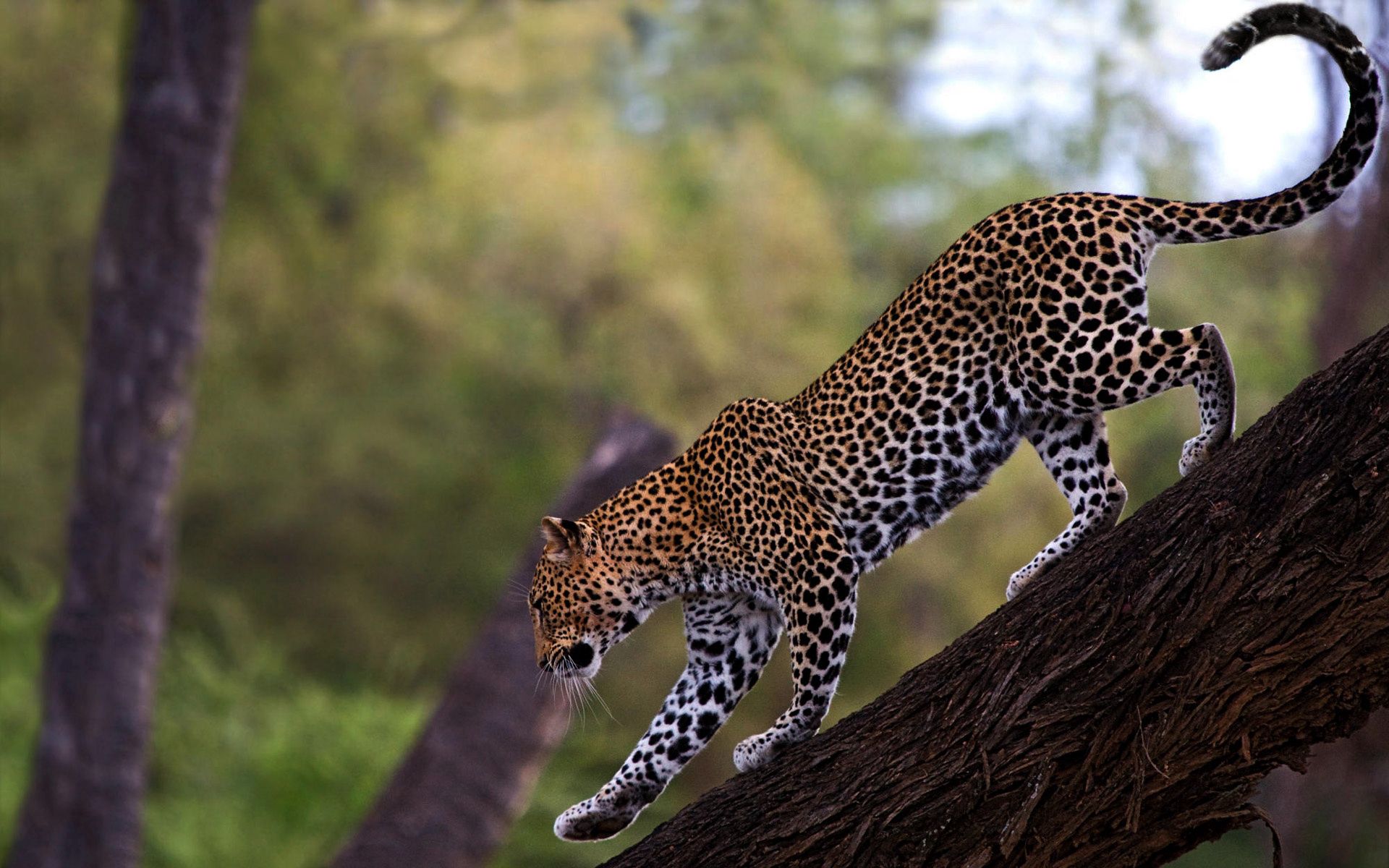 100157 baixar papel de parede animais, leopardo, madeira, árvore, predator, predador, gato grande, passeio, passear, cauda - protetores de tela e imagens gratuitamente