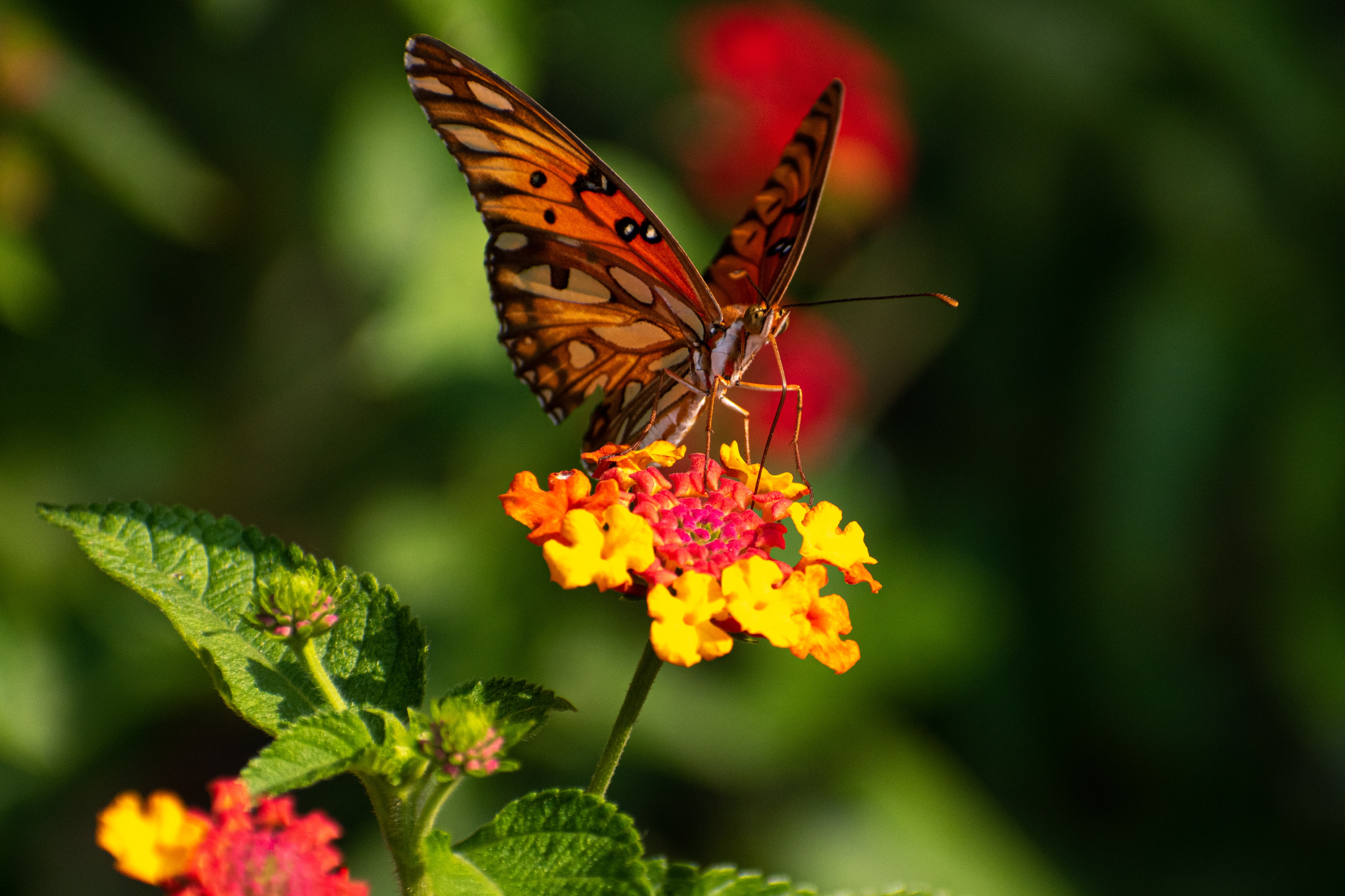 153415 descargar imagen animales, flores, patrón, mariposa, alas, enfocar, centro de atención: fondos de pantalla y protectores de pantalla gratis