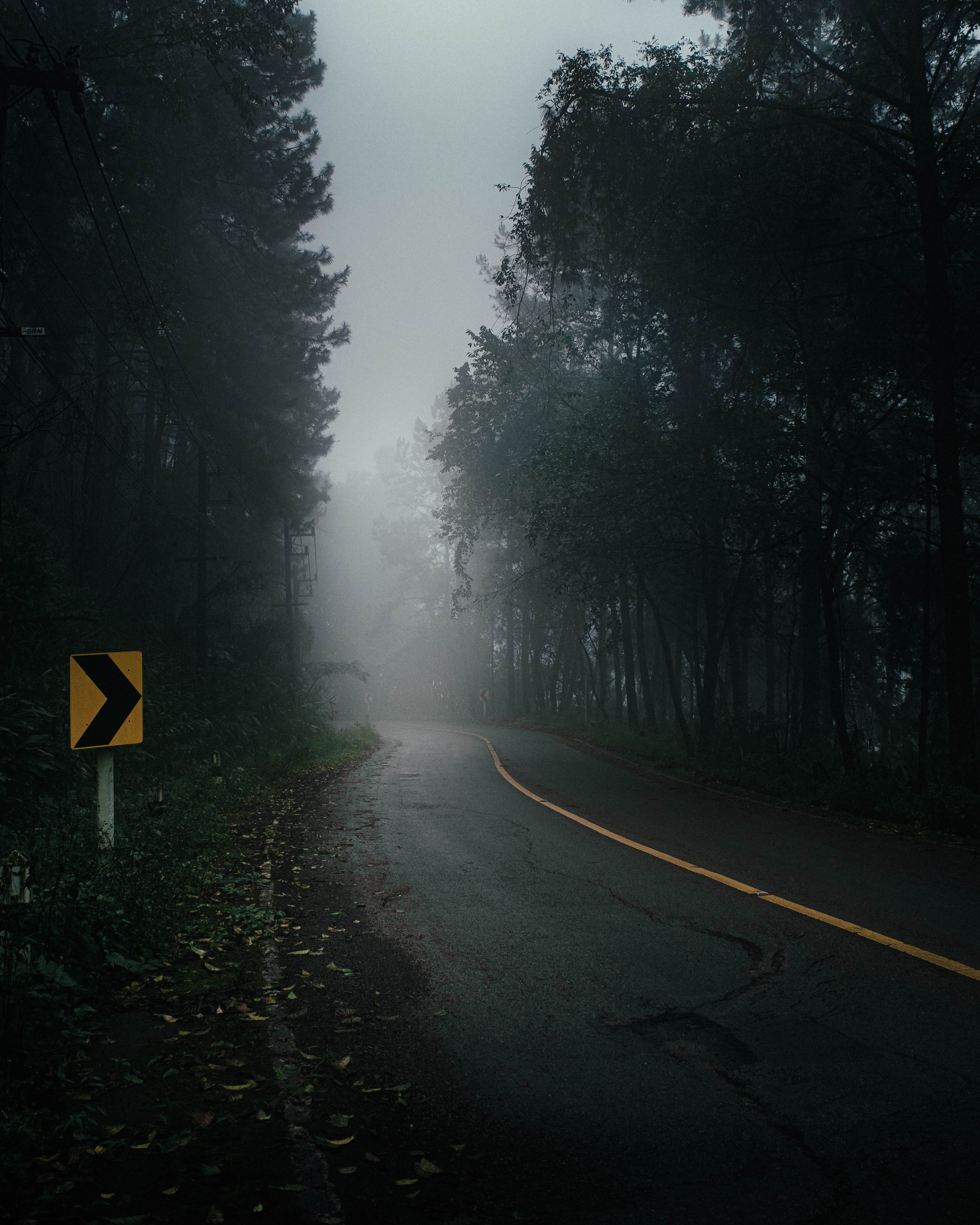 road, nature, trees, fog, darkness