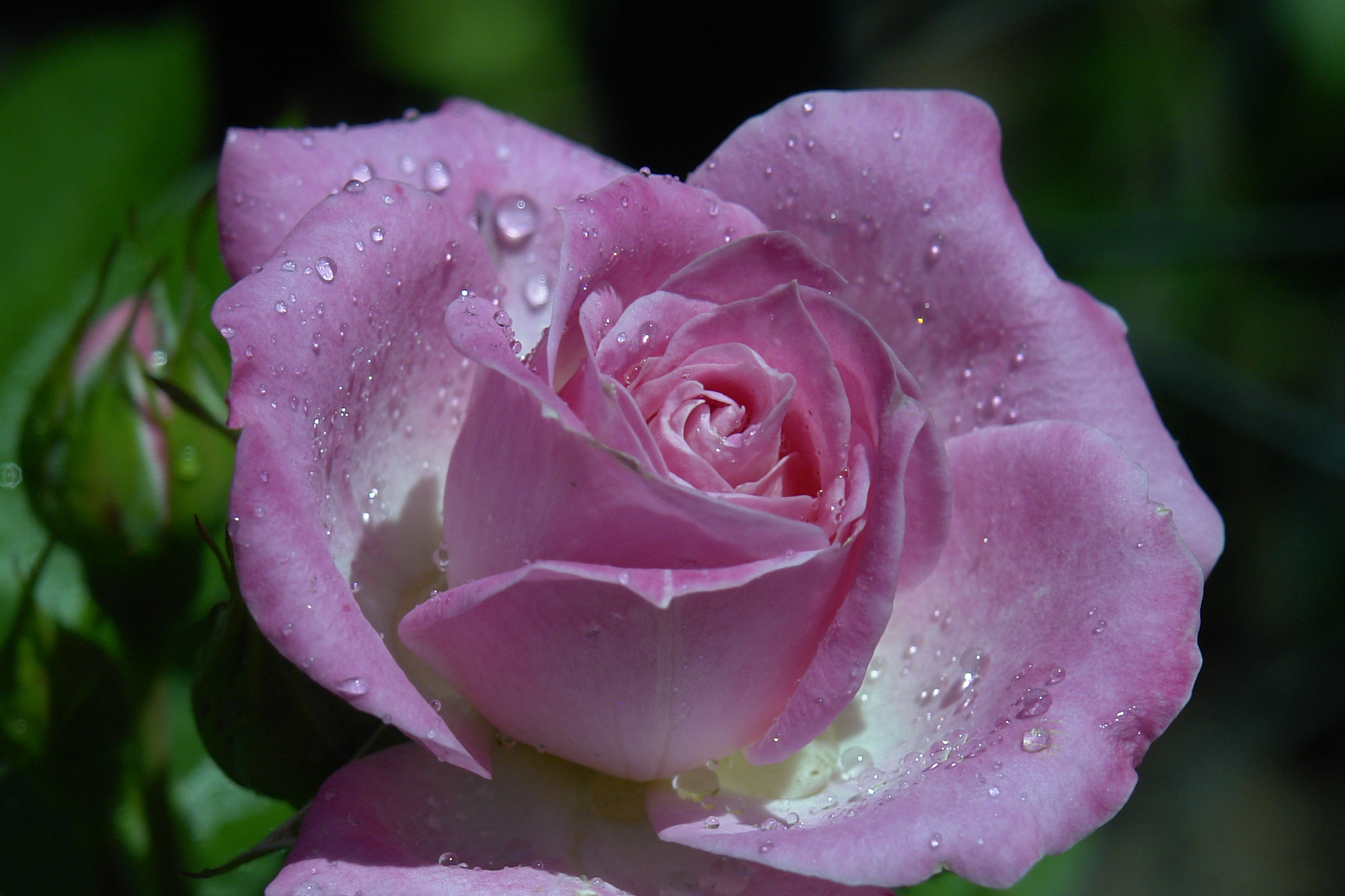 Download mobile wallpaper Flowers, Macro, Rose, Bud, Earth, Petal, Water Drop, Pink Rose for free.