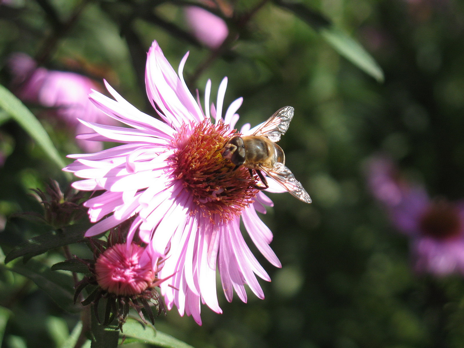522607 descargar imagen animales, abeja, insectos: fondos de pantalla y protectores de pantalla gratis