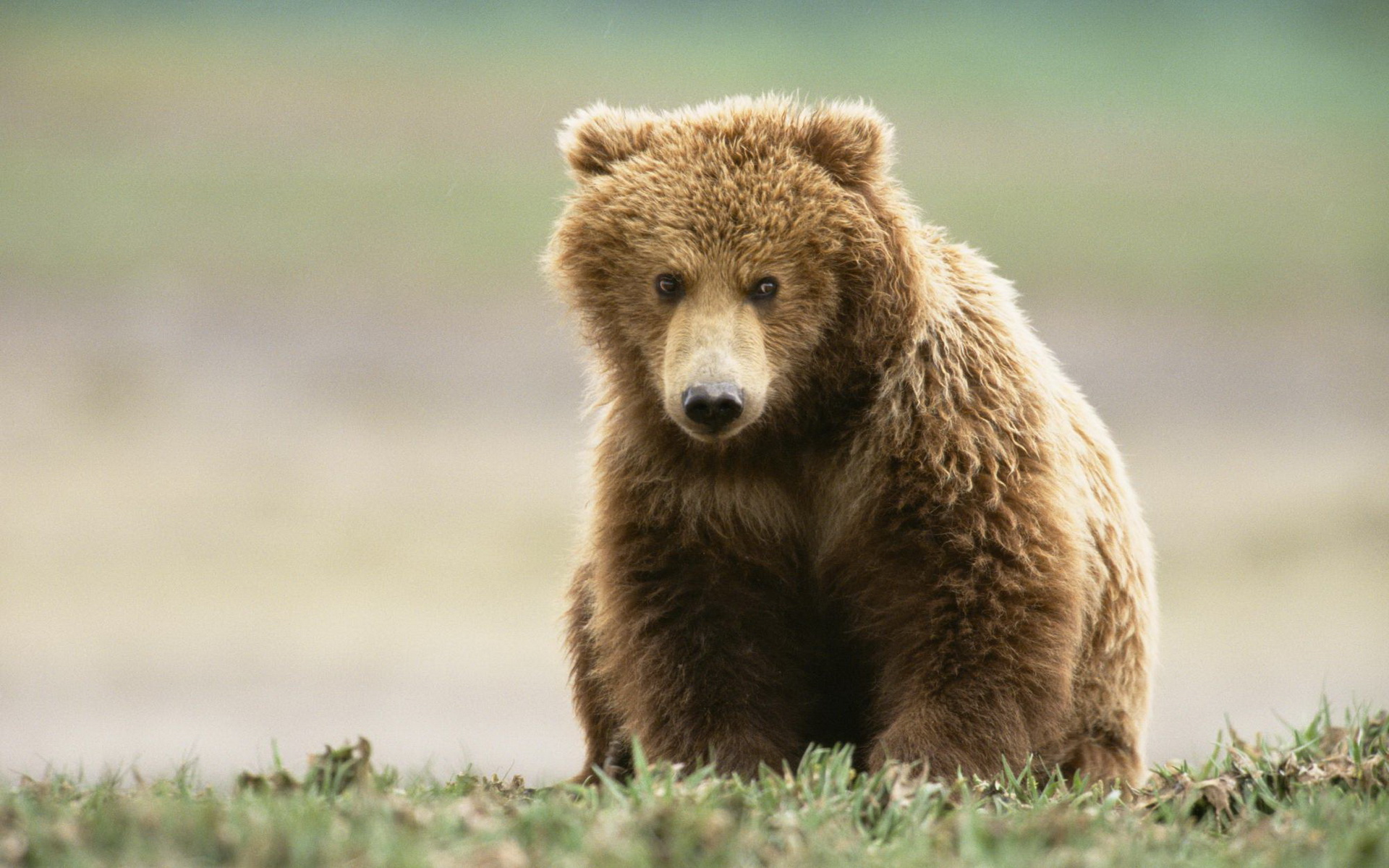 Descarga gratuita de fondo de pantalla para móvil de Animales, Oso.