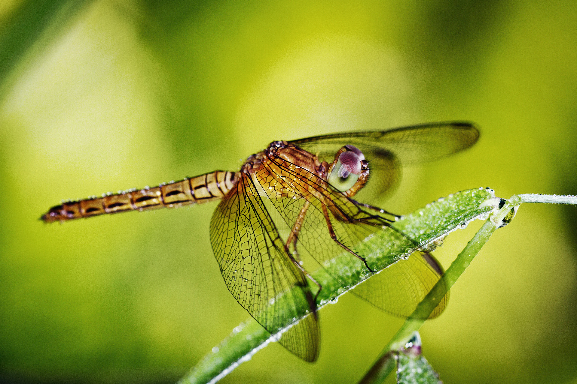 animal, dragonfly, insects Desktop Wallpaper
