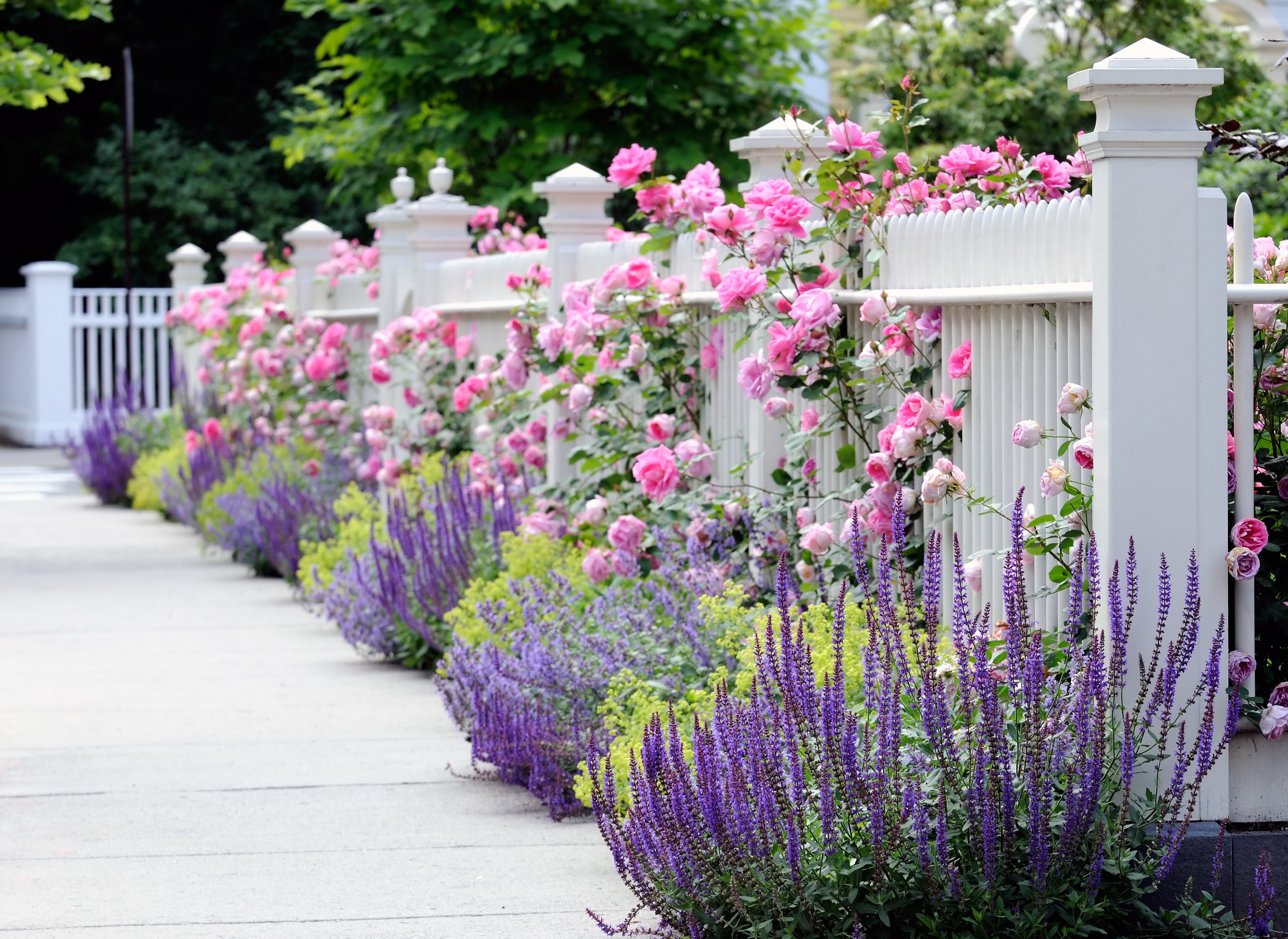 907624 baixar imagens arbusto de rosas, feito pelo homem, jardim, profundidade de campo, cerca, lavanda, flor rosa, rosa - papéis de parede e protetores de tela gratuitamente
