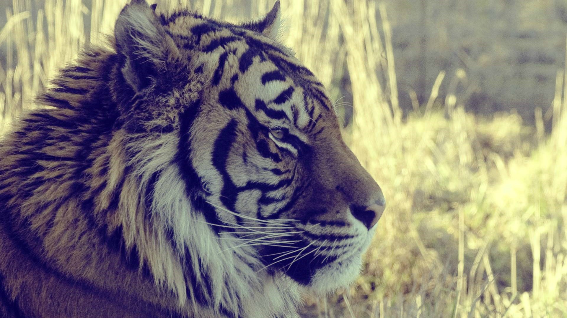 Descarga gratuita de fondo de pantalla para móvil de Animales, Gatos, Tigre.