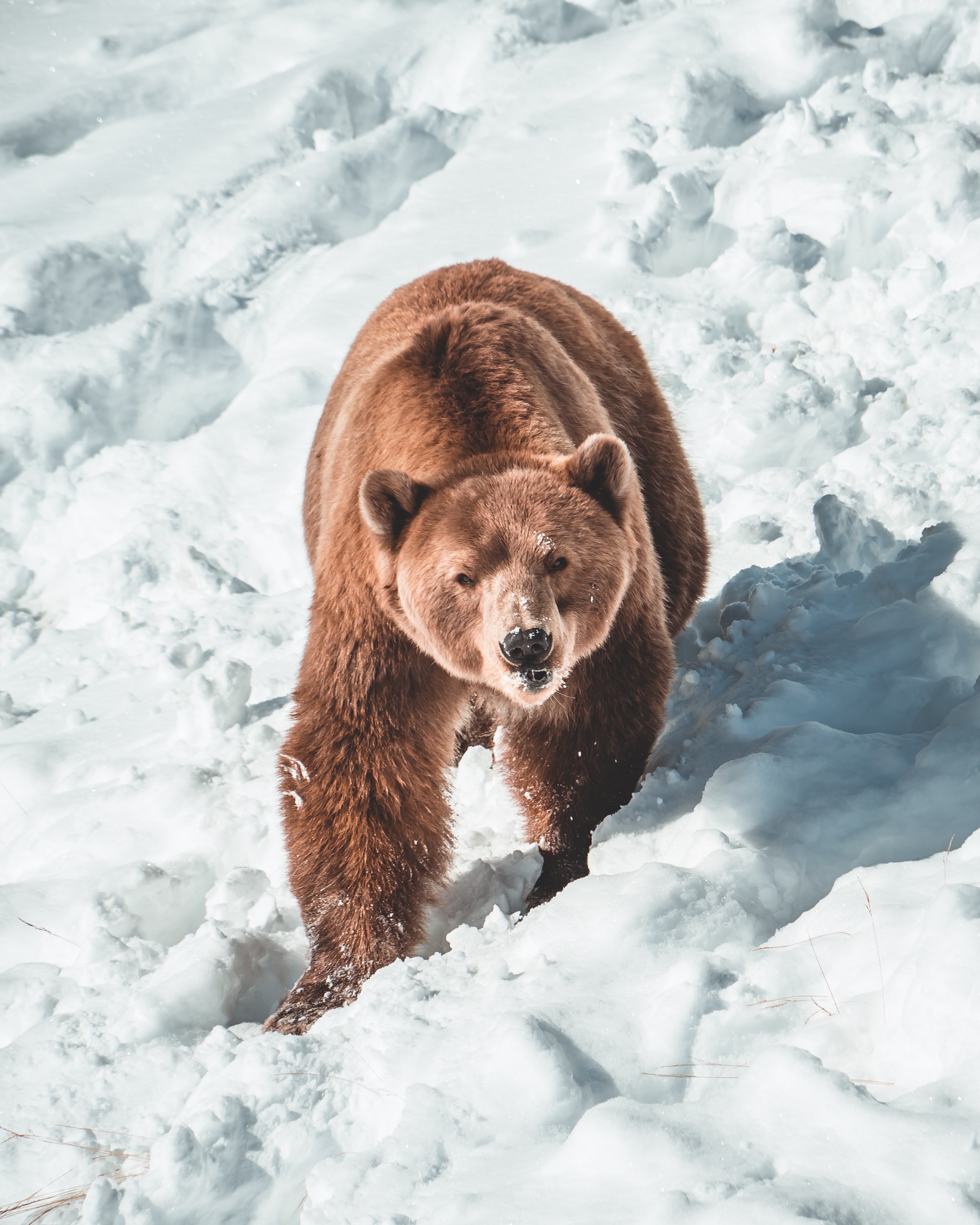 89806 скачать обои бурый медведь, медведь, морда, хищник, животные, снег - заставки и картинки бесплатно
