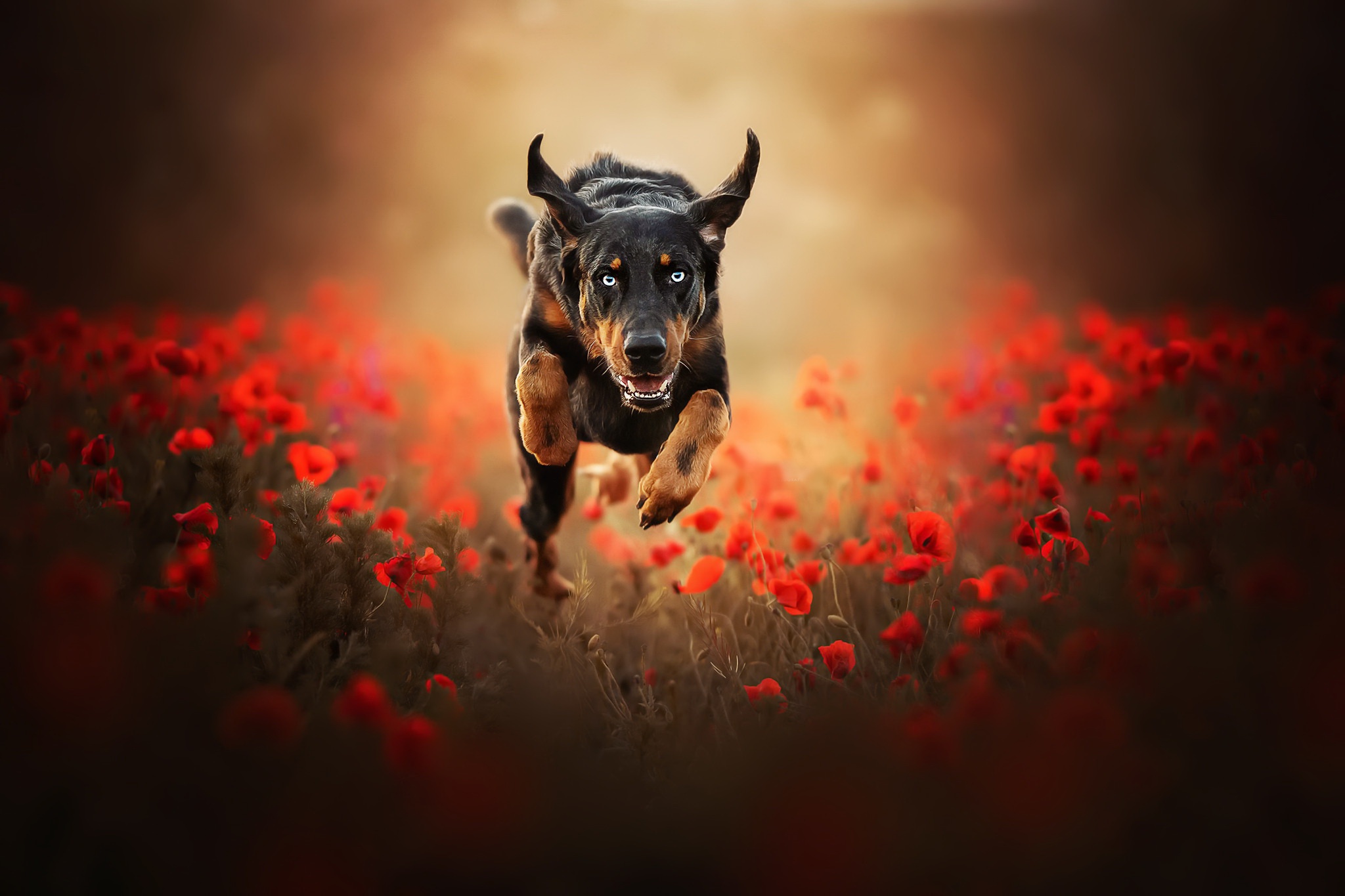 Laden Sie das Tiere, Hunde, Mohn, Hund, Rote Blume, Tiefenschärfe-Bild kostenlos auf Ihren PC-Desktop herunter