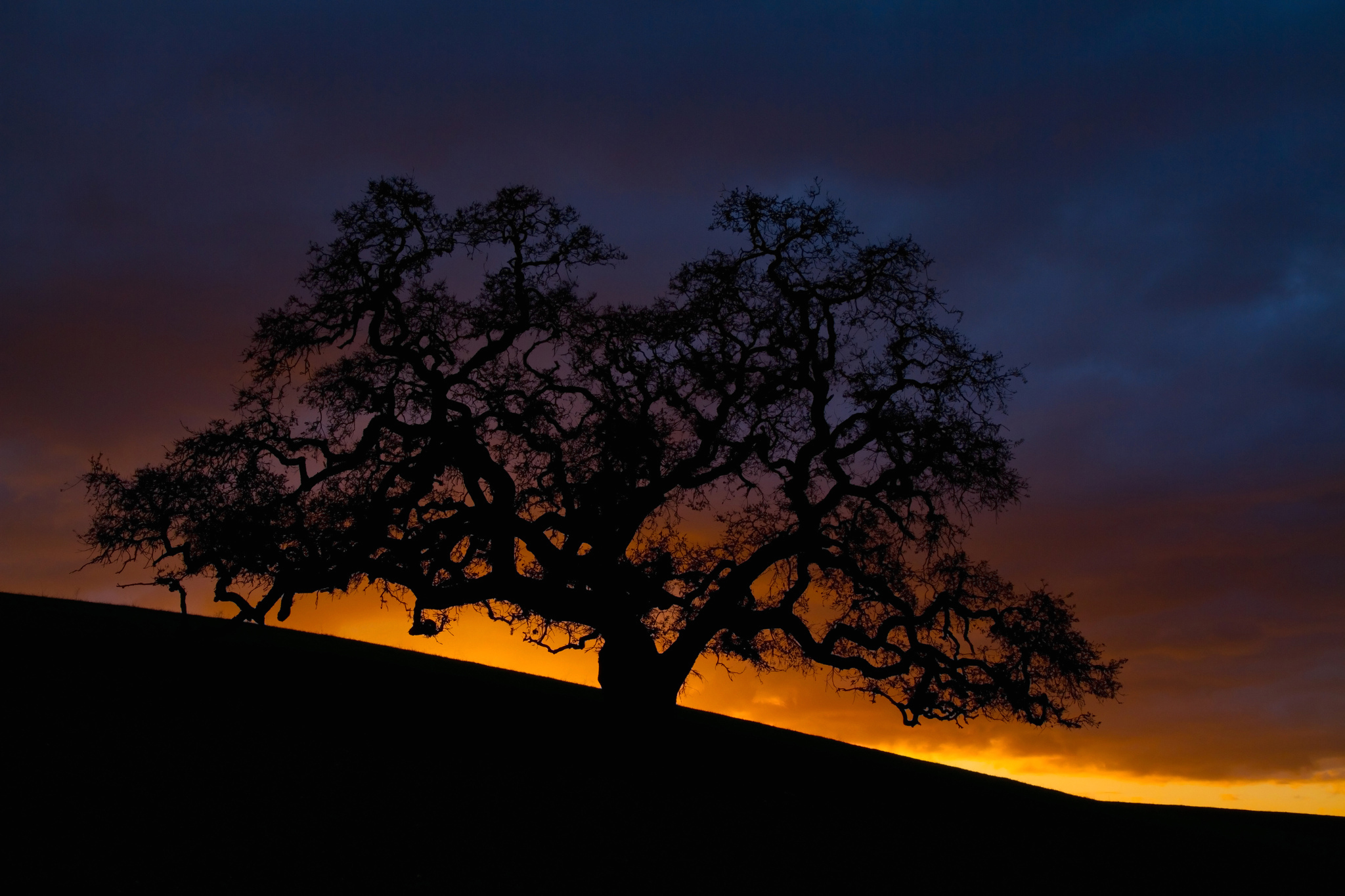 Laden Sie das Baum, Sonnenuntergang, Erde/natur, Orange Farbe)-Bild kostenlos auf Ihren PC-Desktop herunter
