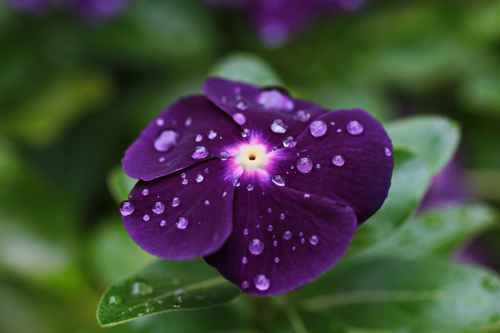 Download mobile wallpaper Nature, Flowers, Flower, Close Up, Earth, Purple Flower, Water Drop for free.