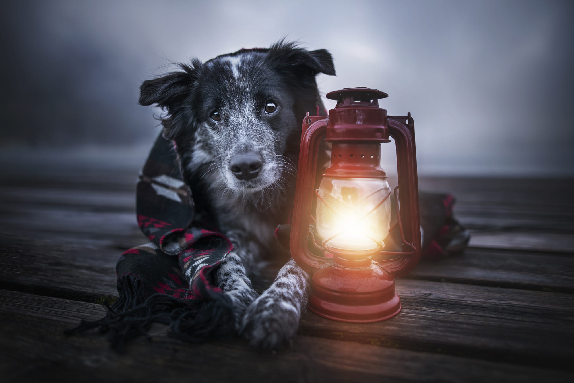 Free download wallpaper Dogs, Dog, Lantern, Animal, Border Collie on your PC desktop