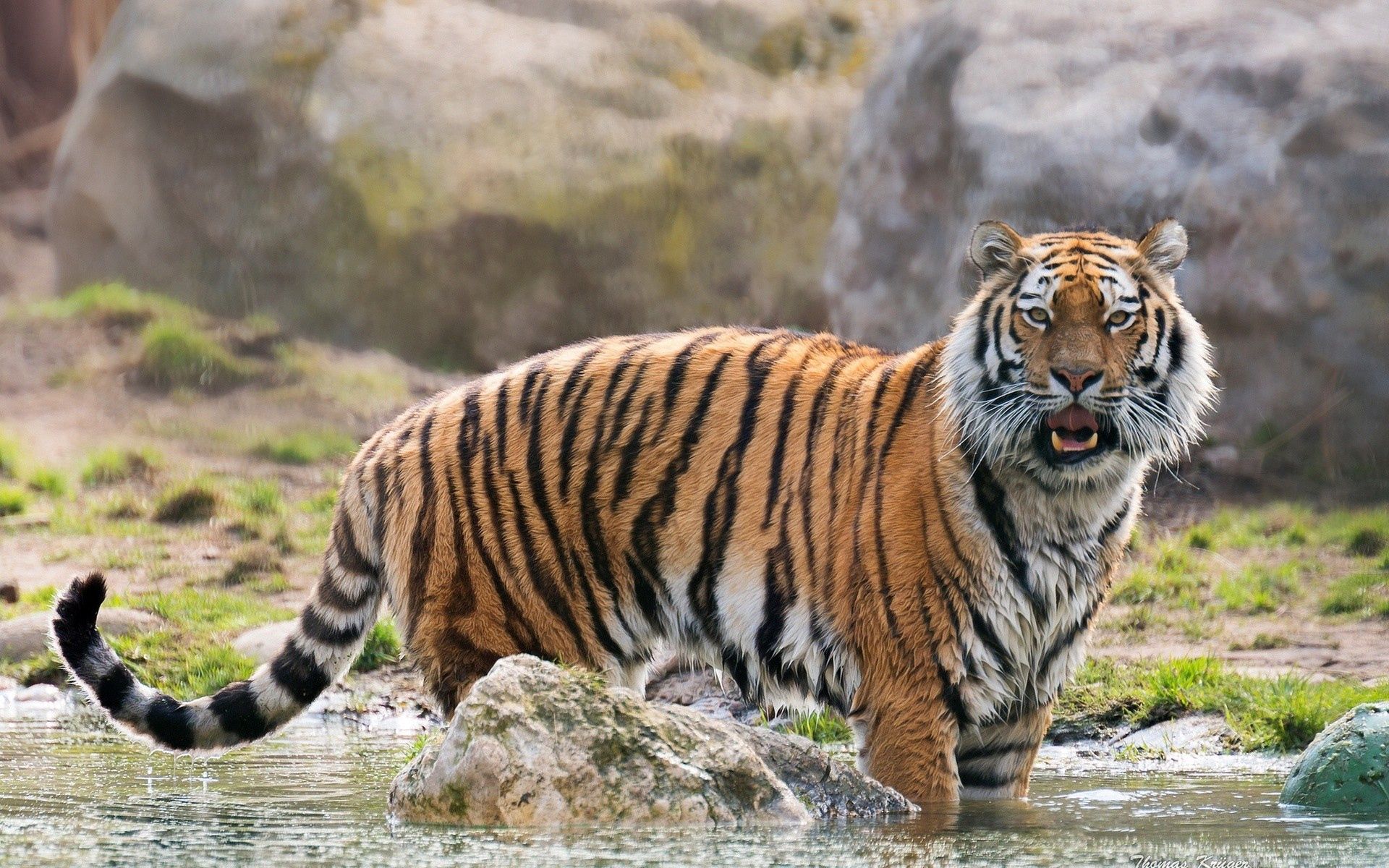 120134 Hintergrundbild herunterladen tiere, raubtier, predator, große katze, big cat, tiger, überraschung, erstaunen - Bildschirmschoner und Bilder kostenlos