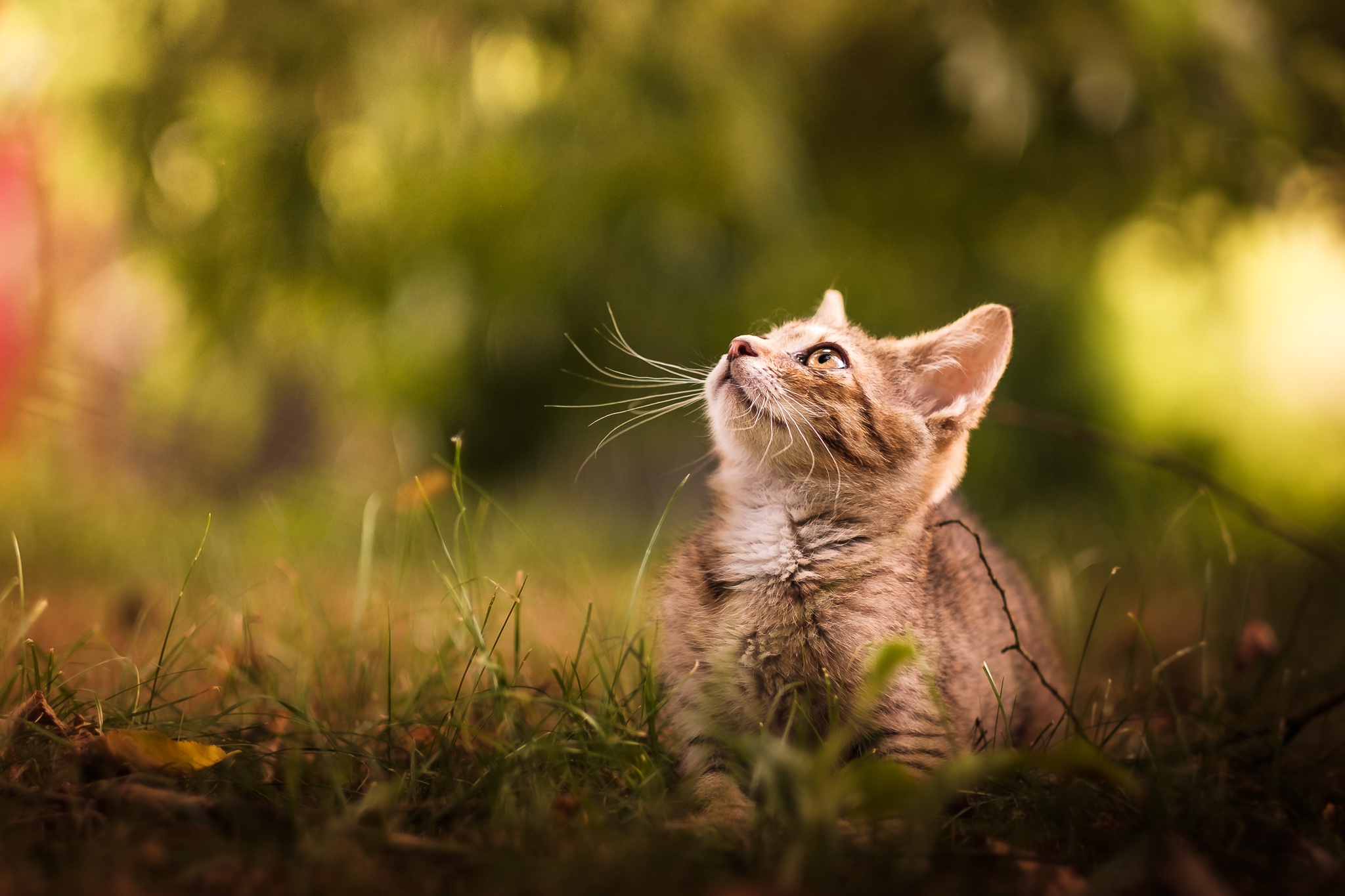 Laden Sie das Tiere, Katzen, Katze, Kätzchen, Tierbaby-Bild kostenlos auf Ihren PC-Desktop herunter