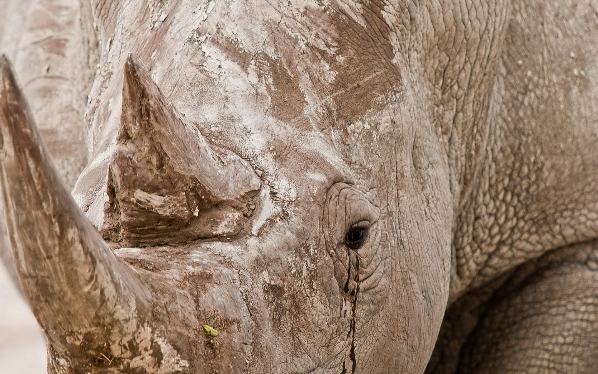 Téléchargez gratuitement l'image Rhinocéros, Animaux sur le bureau de votre PC
