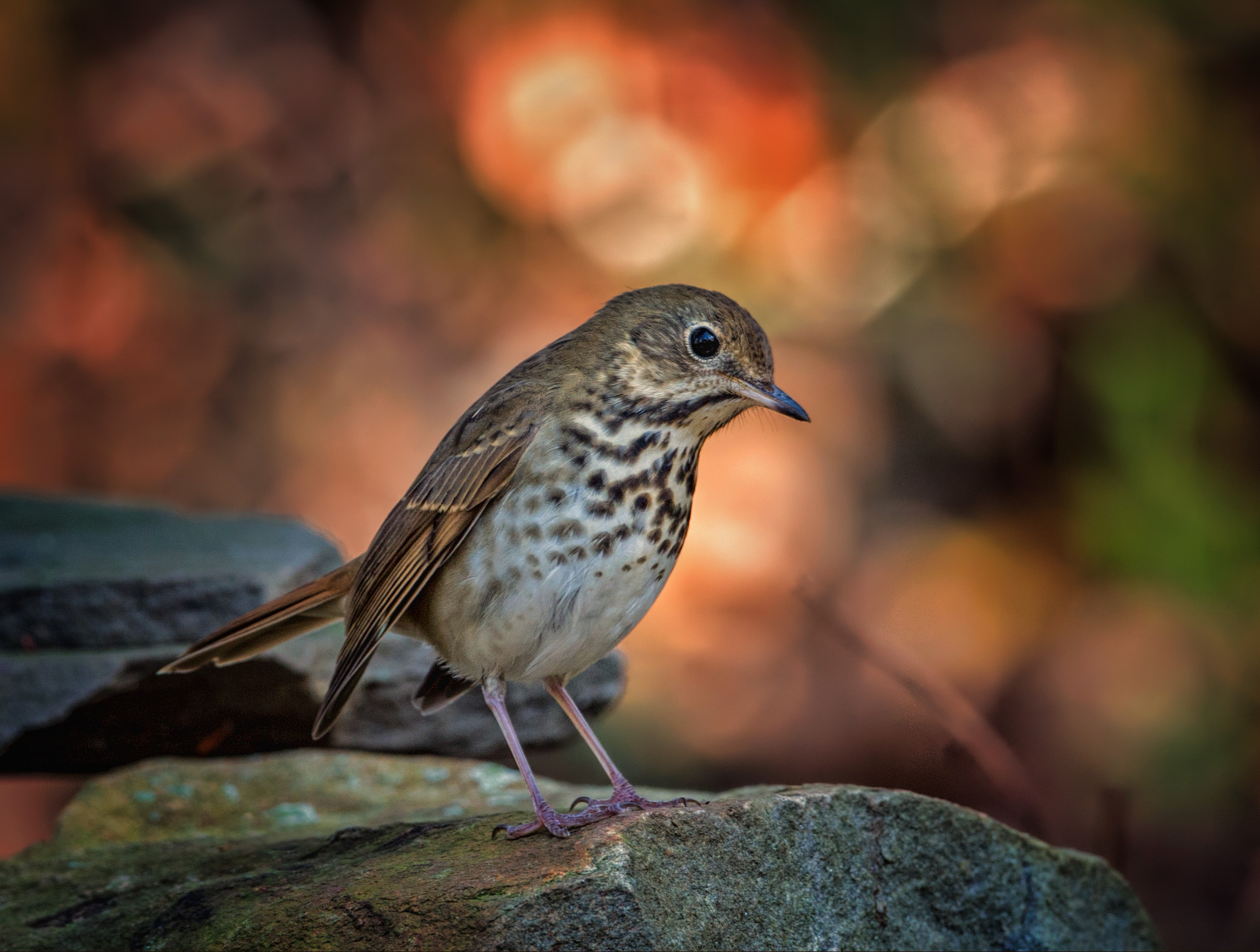 Téléchargez des papiers peints mobile Animaux, Oiseau, Bokeh, Des Oiseaux gratuitement.