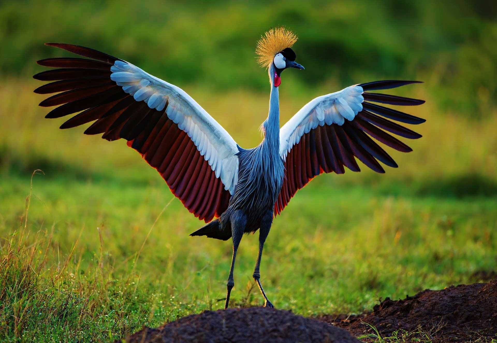 animal, grey crowned crane, bird, crane, wings, birds