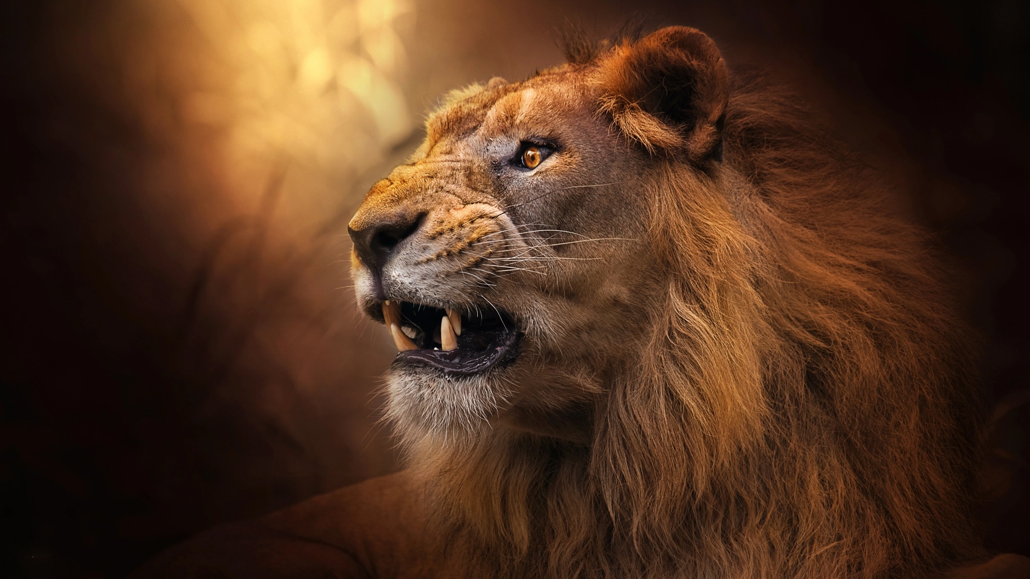 Download mobile wallpaper Cats, Lion, Animal for free.