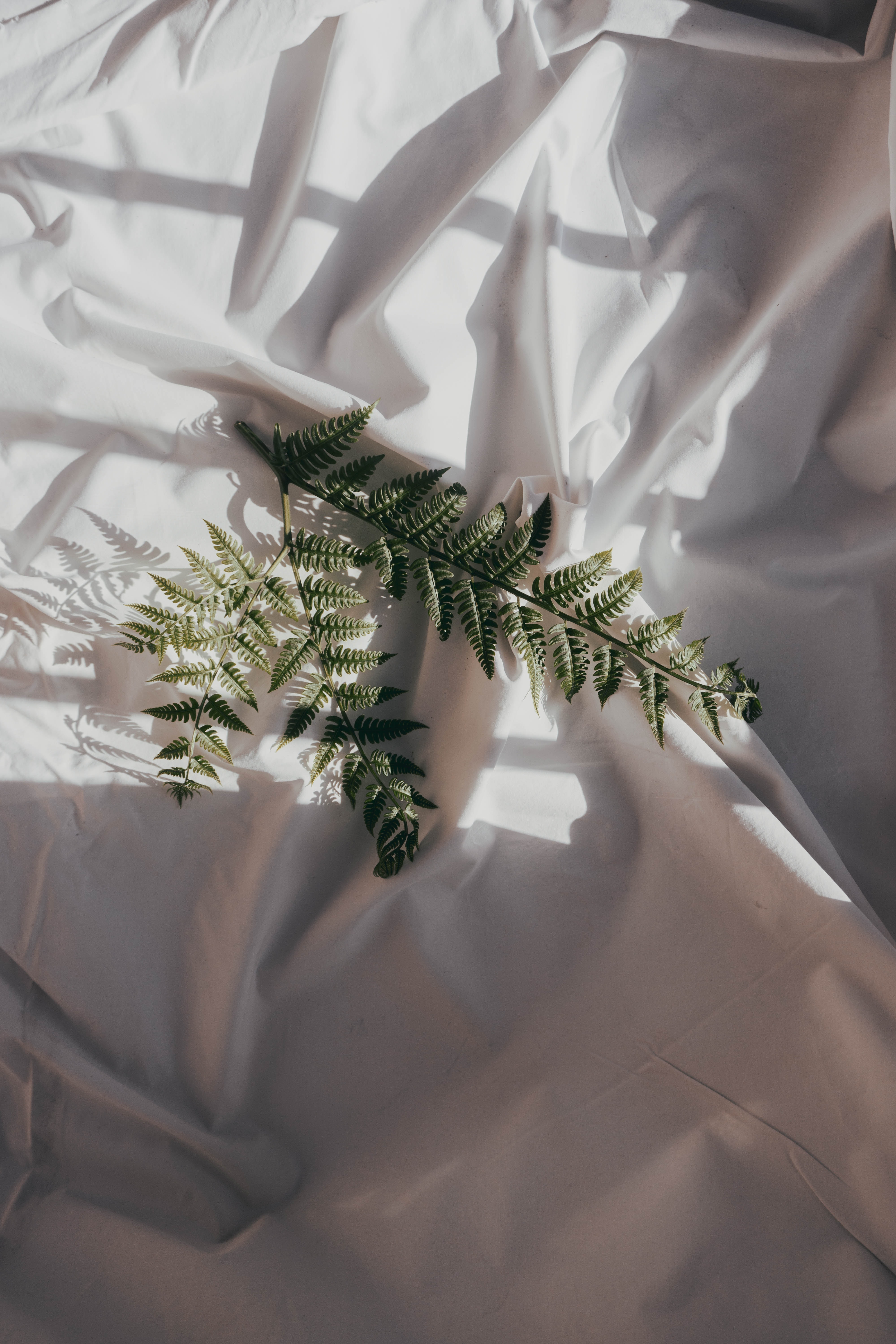 white, dark, miscellanea, miscellaneous, fern, branch, cloth, temney 8K