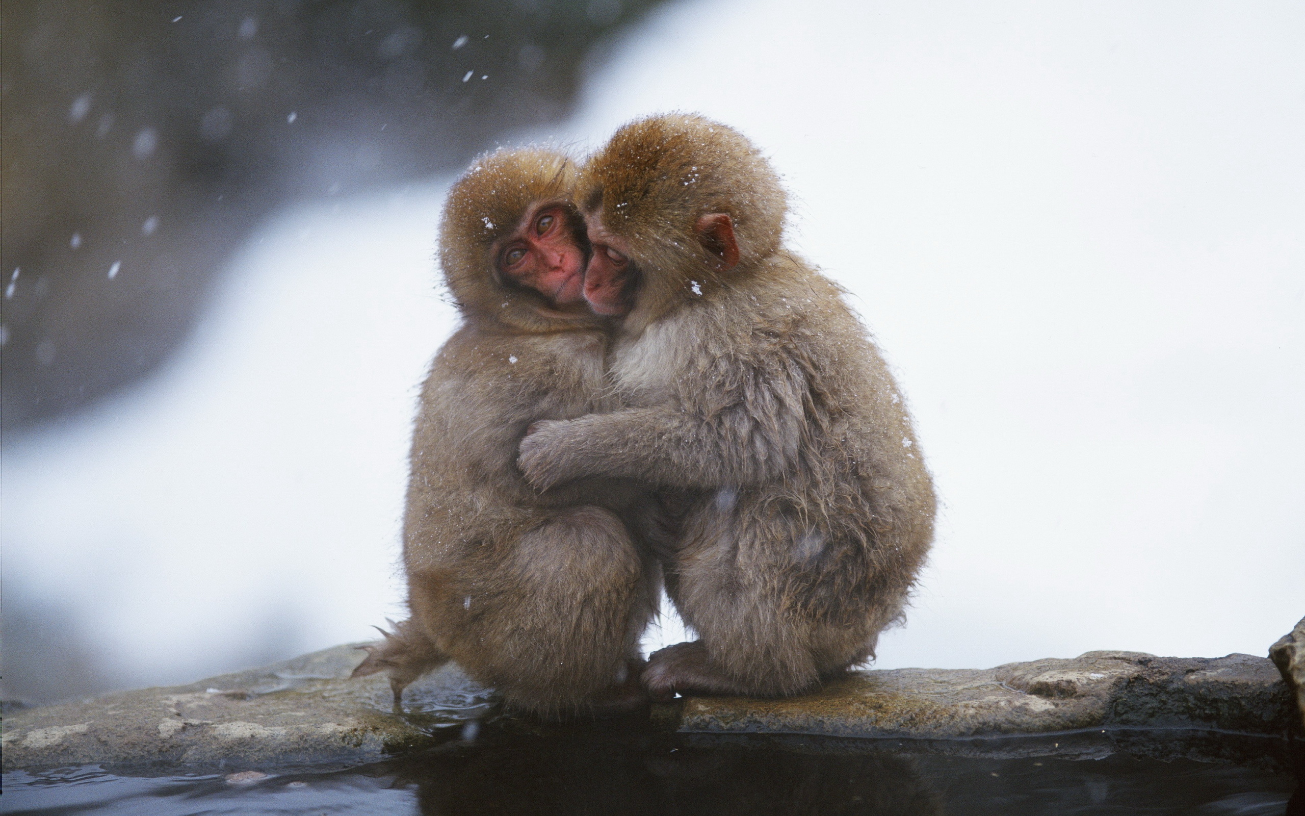 301753 скачать обои обезьяны, животные, японская макака, милые, обнимать, обезьяна - заставки и картинки бесплатно