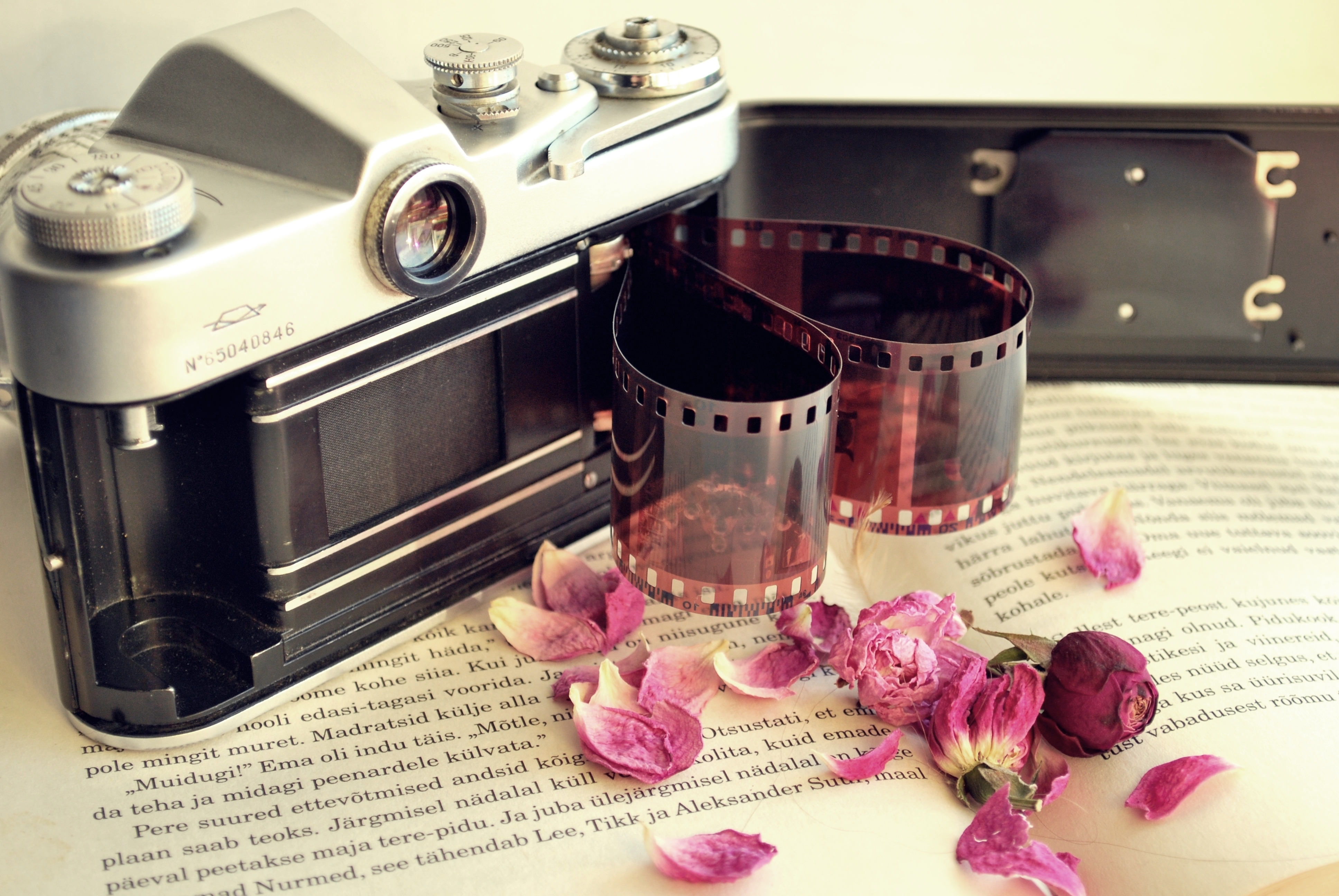 flowers, miscellanea, miscellaneous, petals, dry, book, camera, camera roll, film