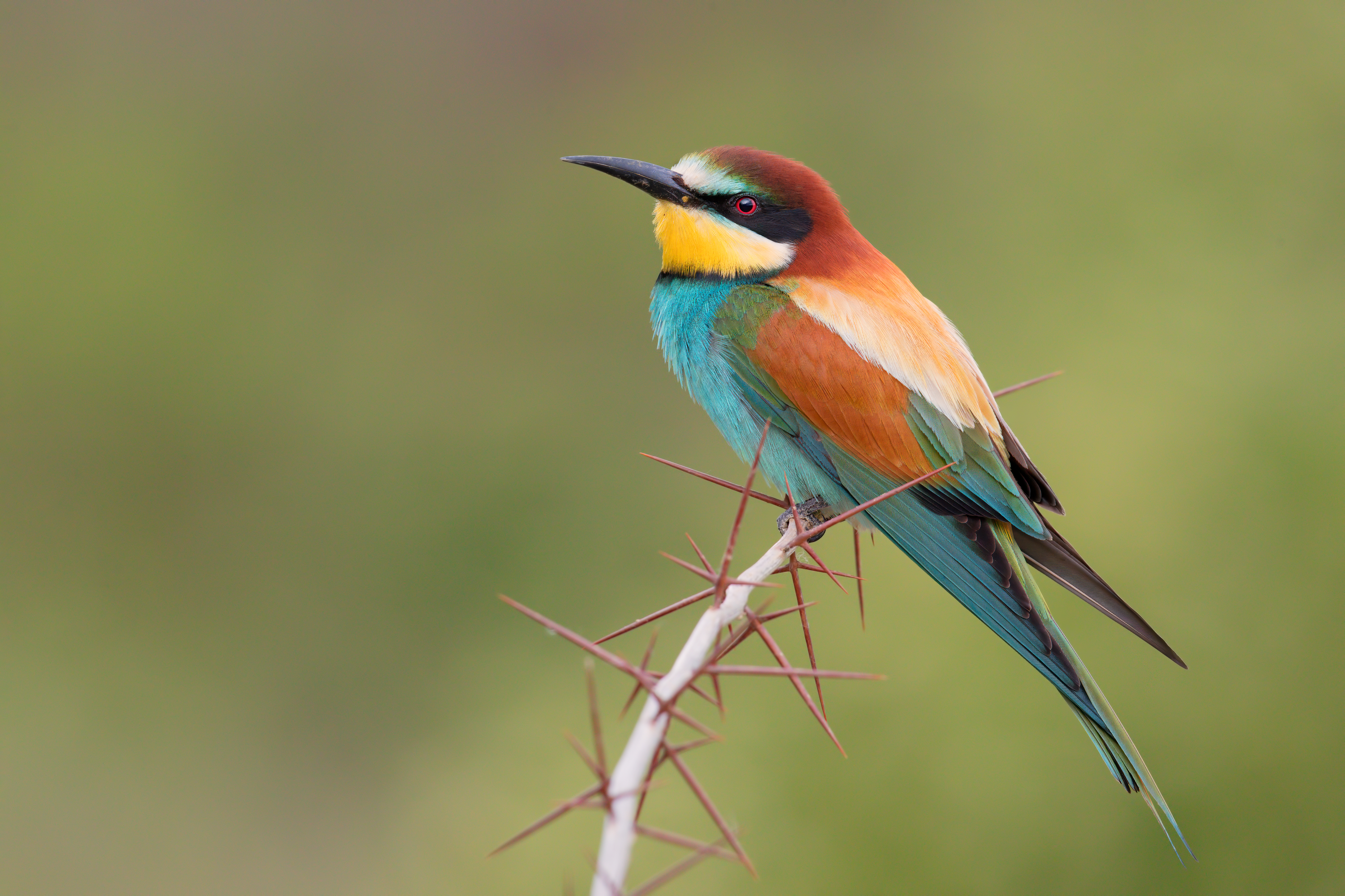 Download mobile wallpaper Birds, Bird, Animal, Bee Eater for free.