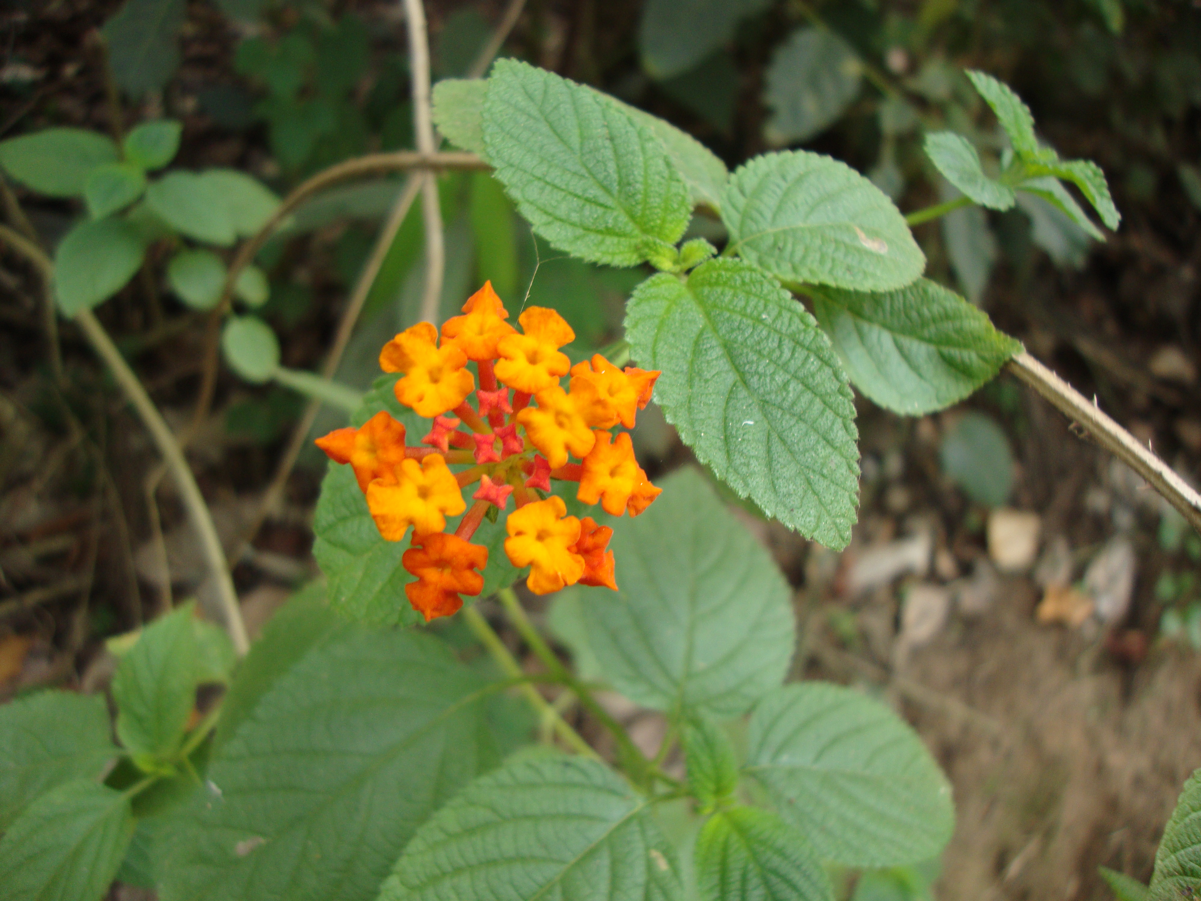 Téléchargez gratuitement l'image Fleurs, Fleur, Terre/nature sur le bureau de votre PC