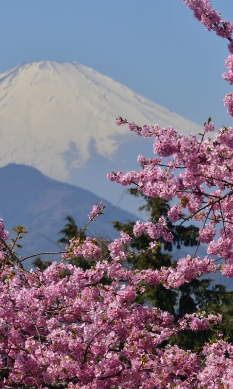 Handy-Wallpaper Sakura, Japan, Frühling, Fujisan, Vulkane, Erde/natur kostenlos herunterladen.