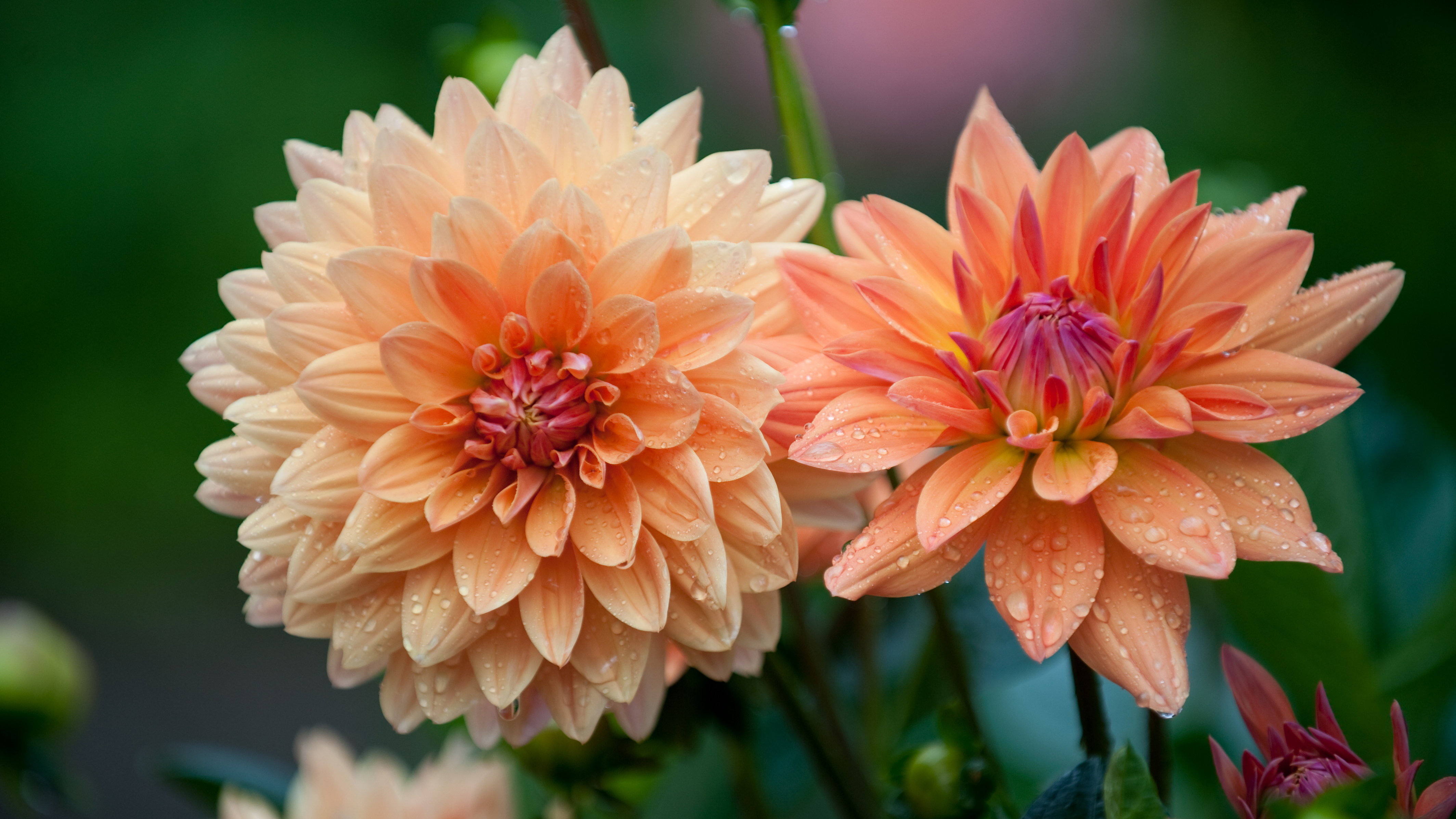 Download mobile wallpaper Flowers, Flower, Close Up, Earth, Dahlia, Water Drop, Orange Flower for free.