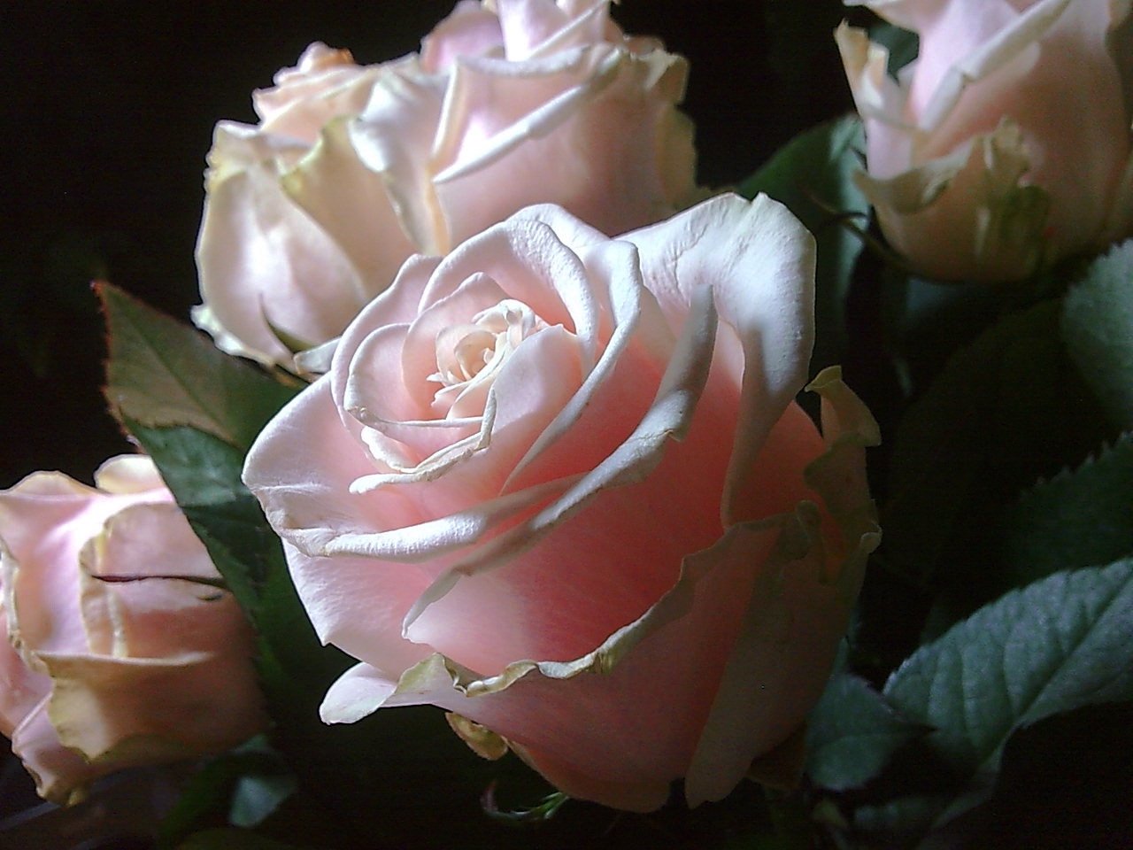 Скачать картинку Розы, Цветы, Растения в телефон бесплатно.
